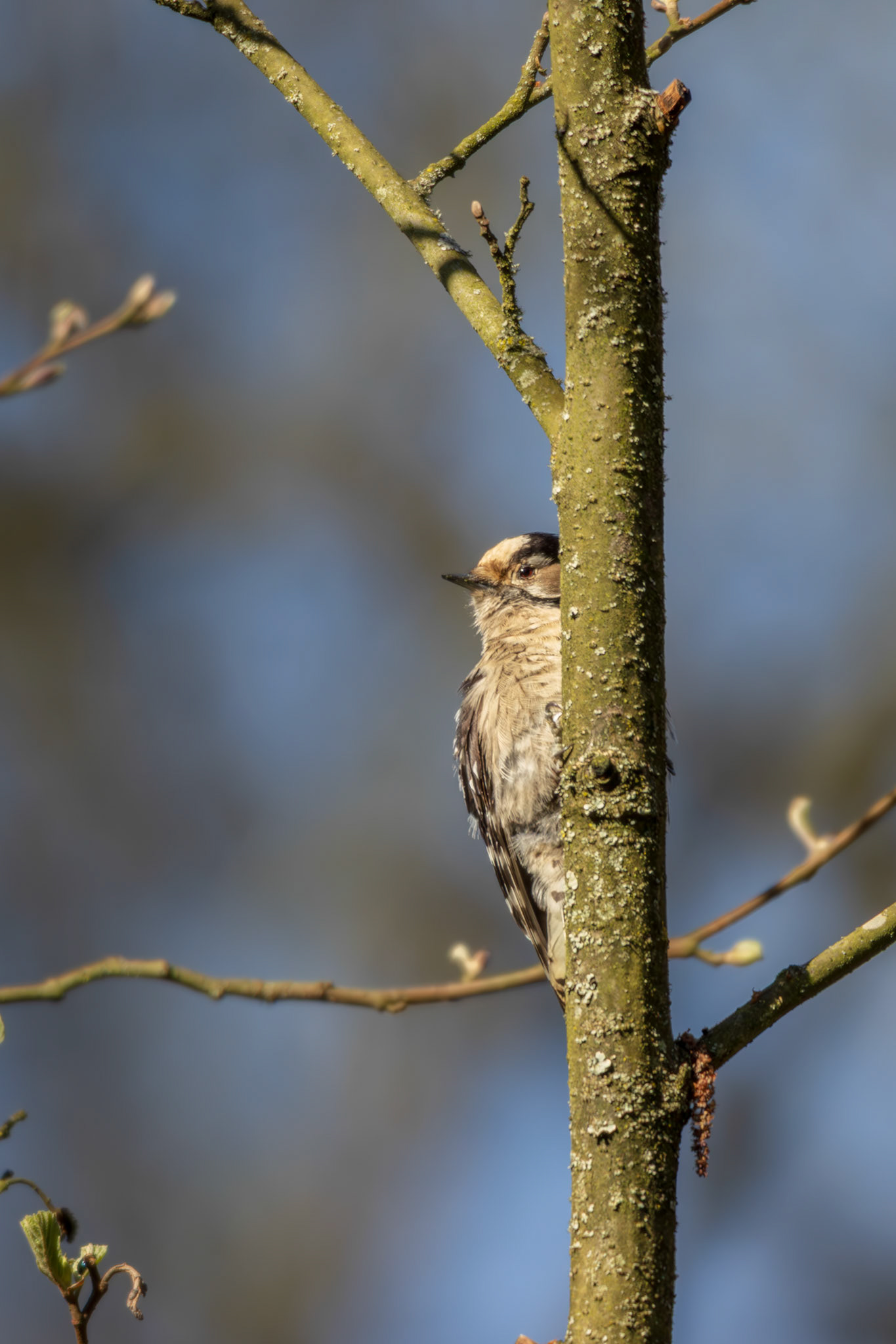 kleine bonte specht