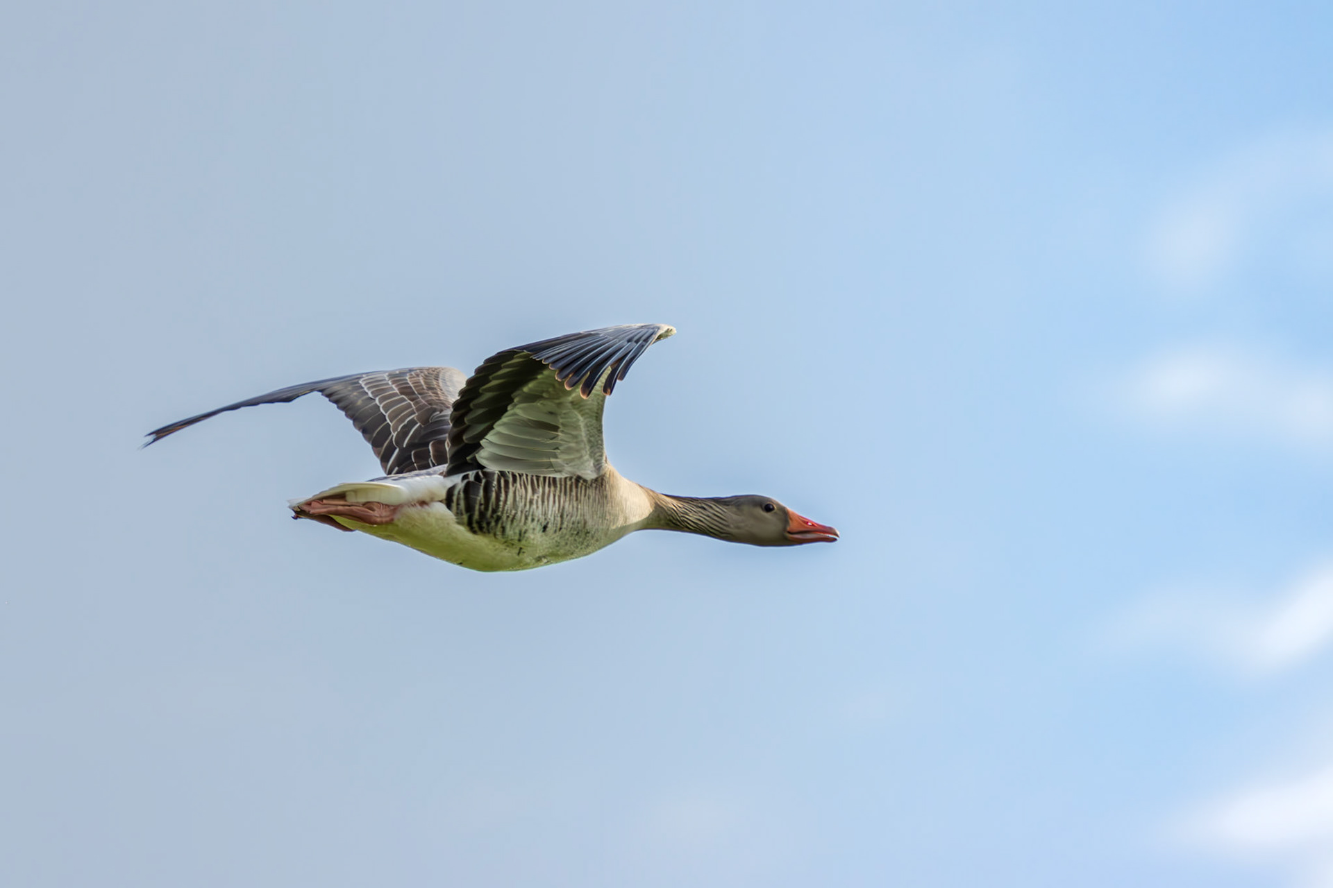 grauwe gans