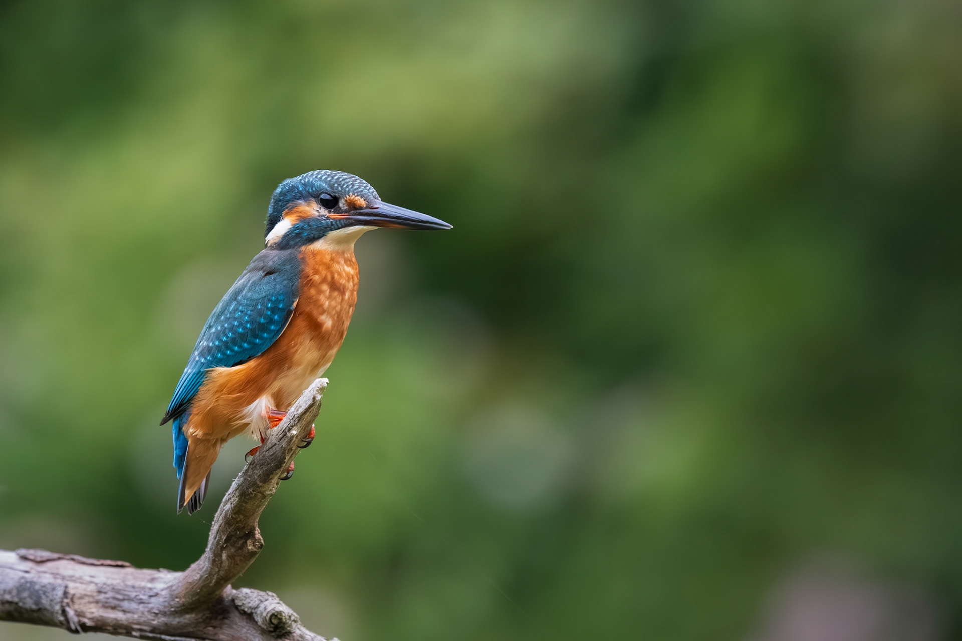 ijsvogel