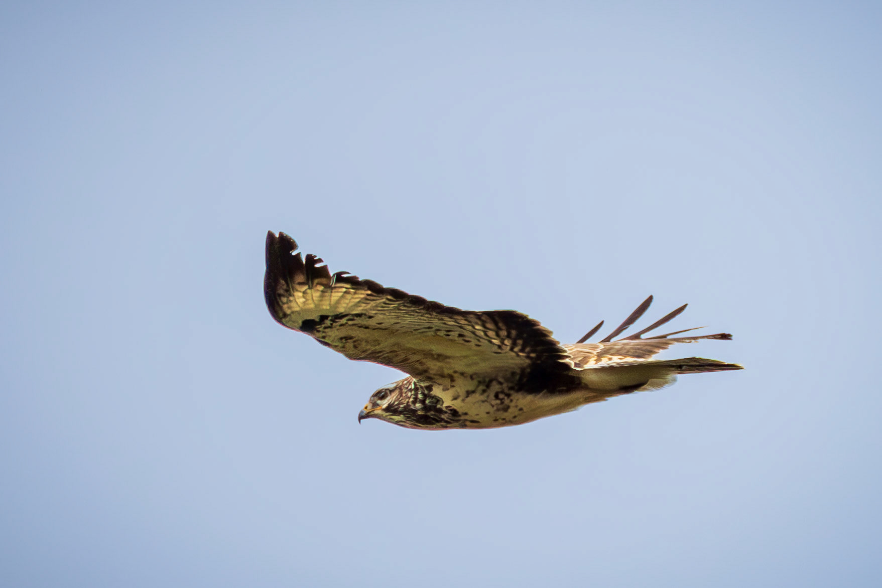 buizerd