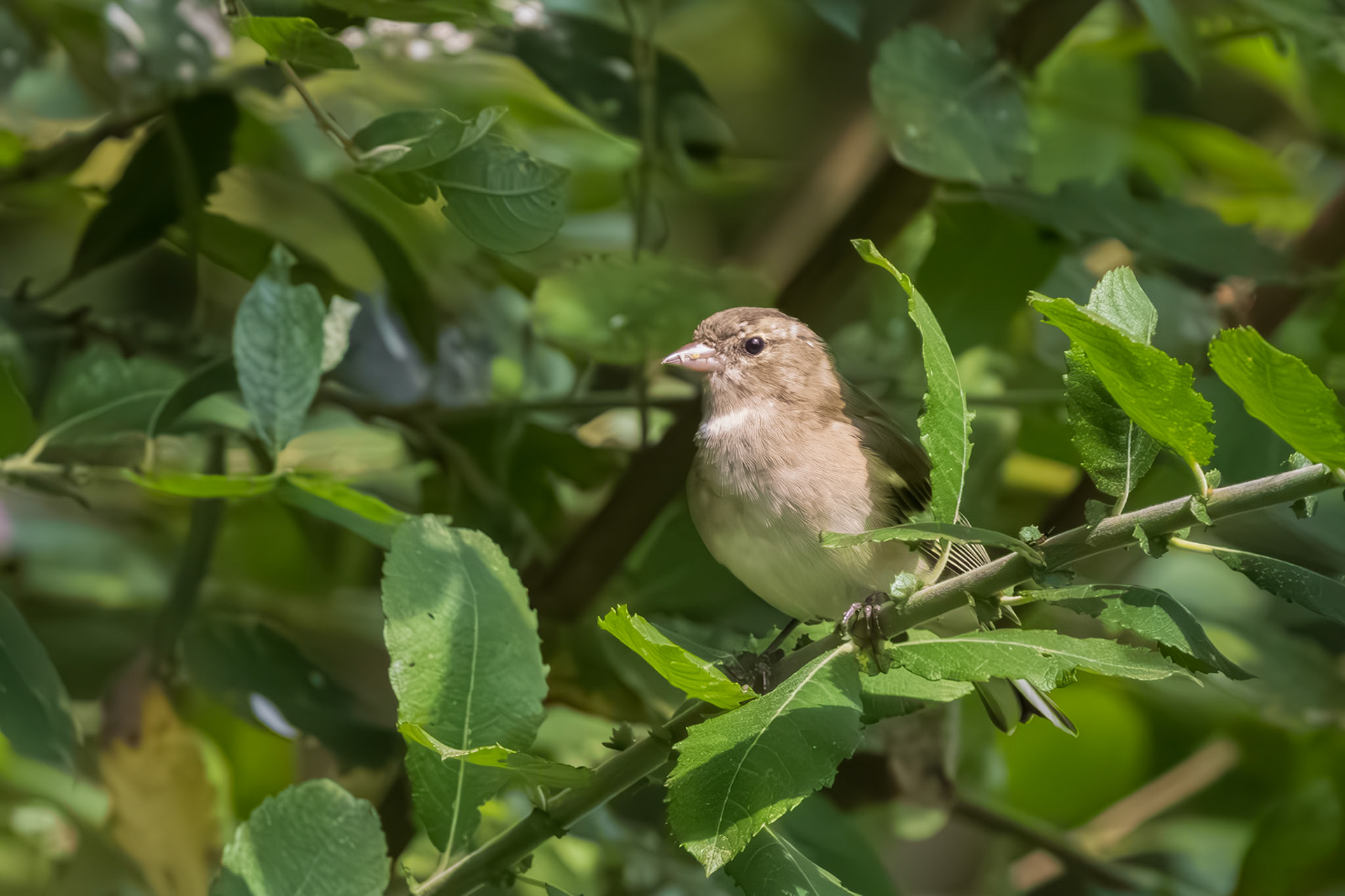 vink