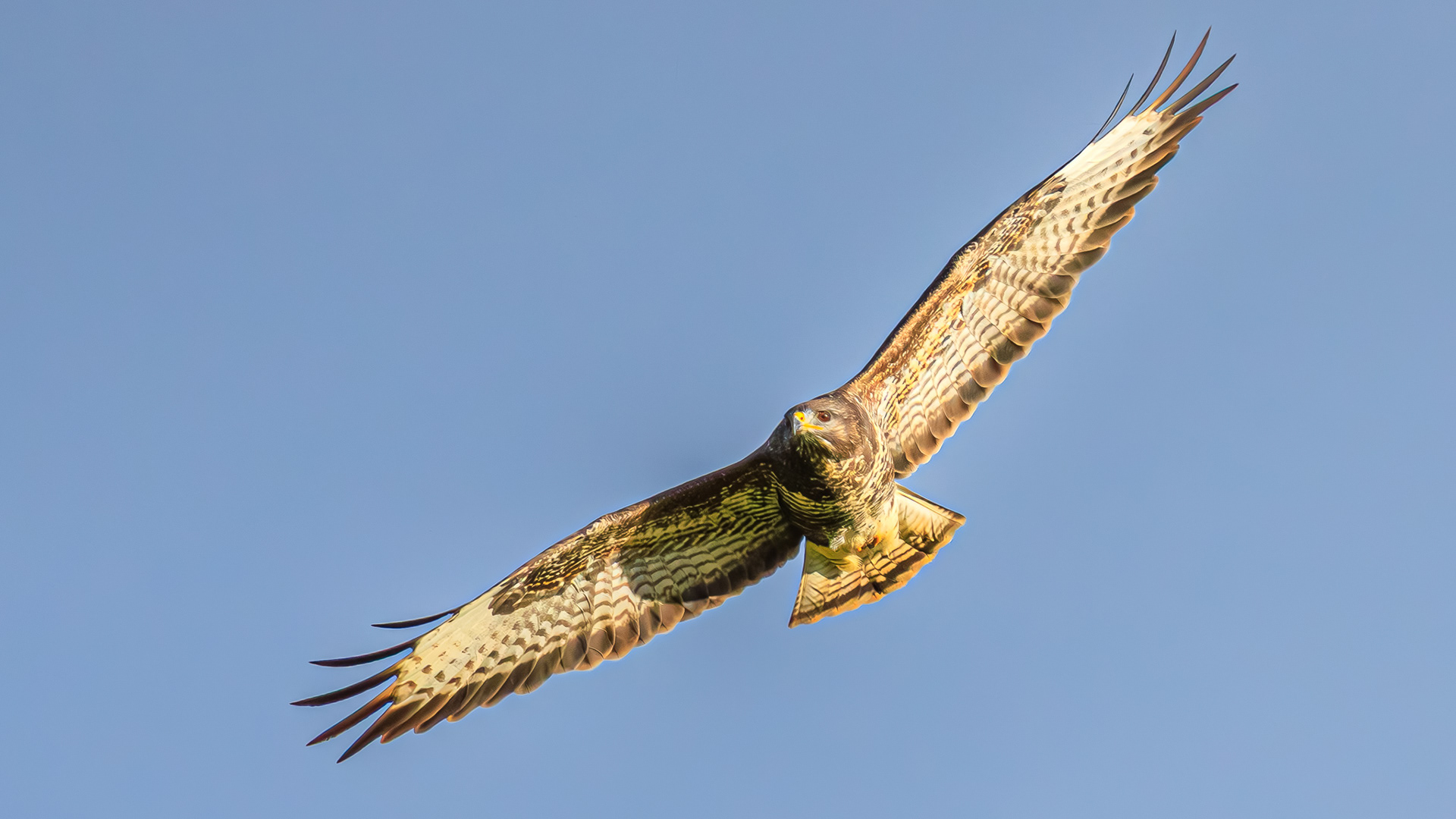 vogelfotografie-buizerd-Beauraing