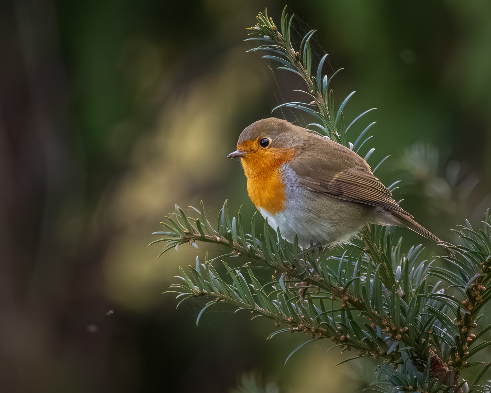 vogelfotografie-roodborst-Revogne