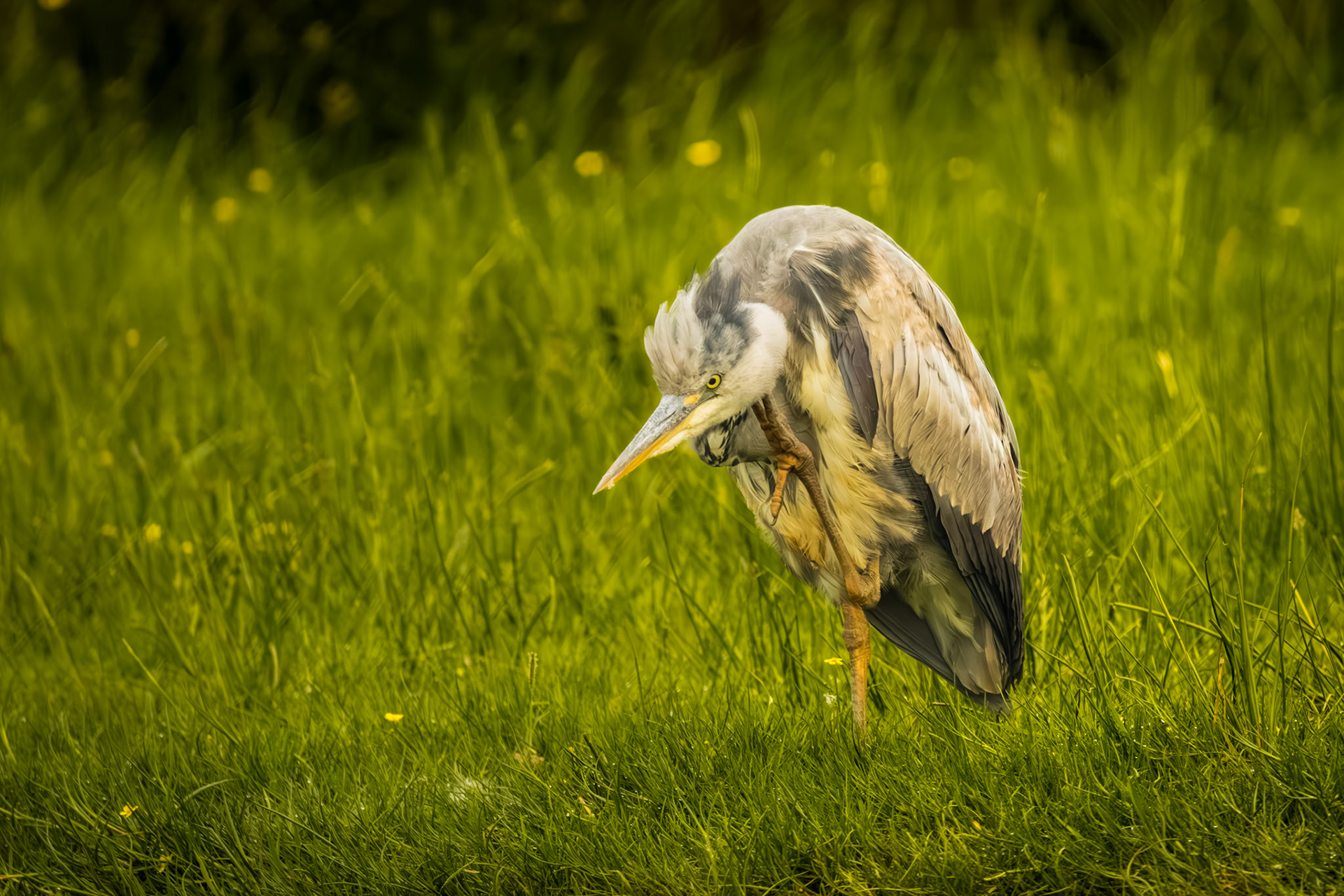 blauwe reiger