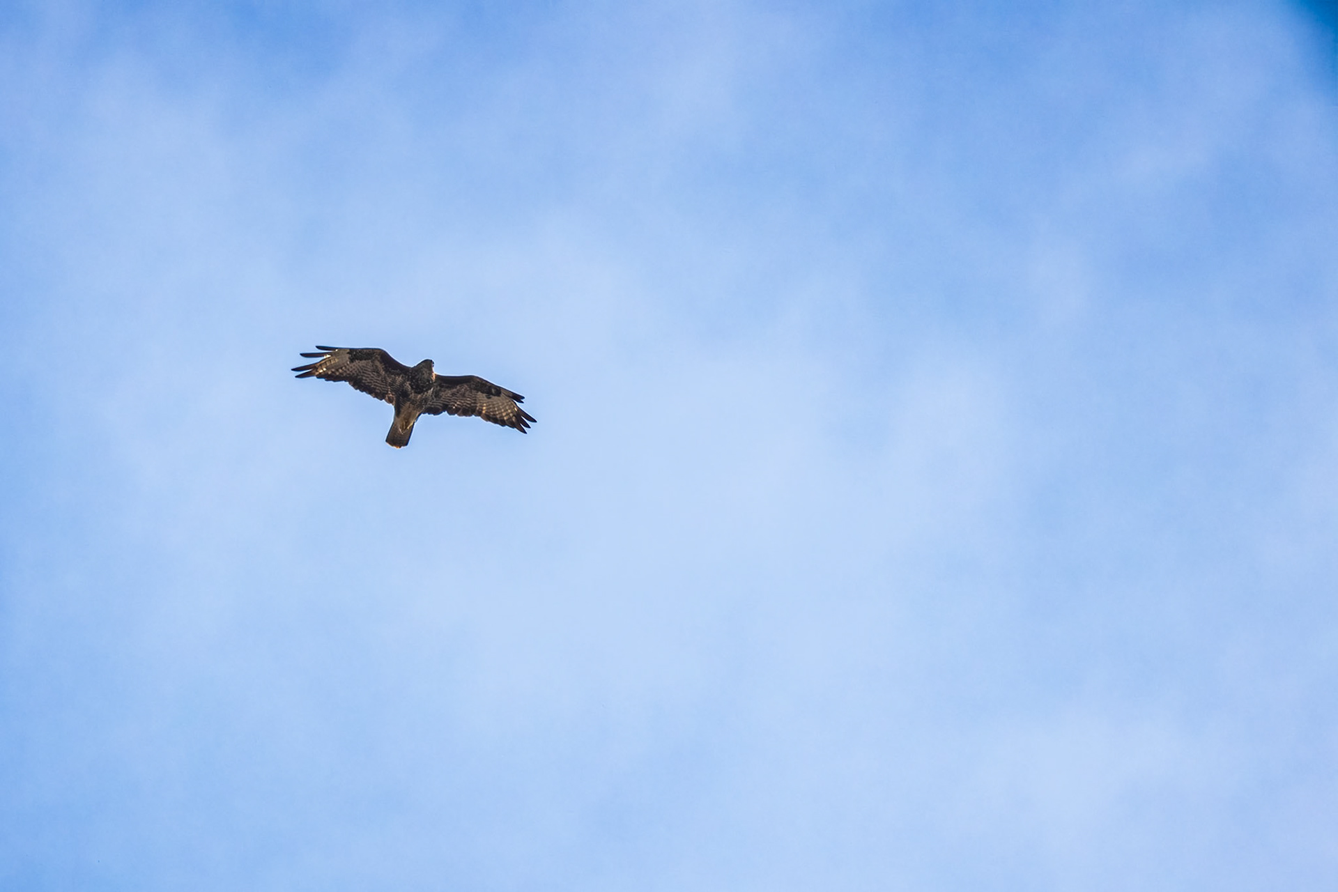 buizerd