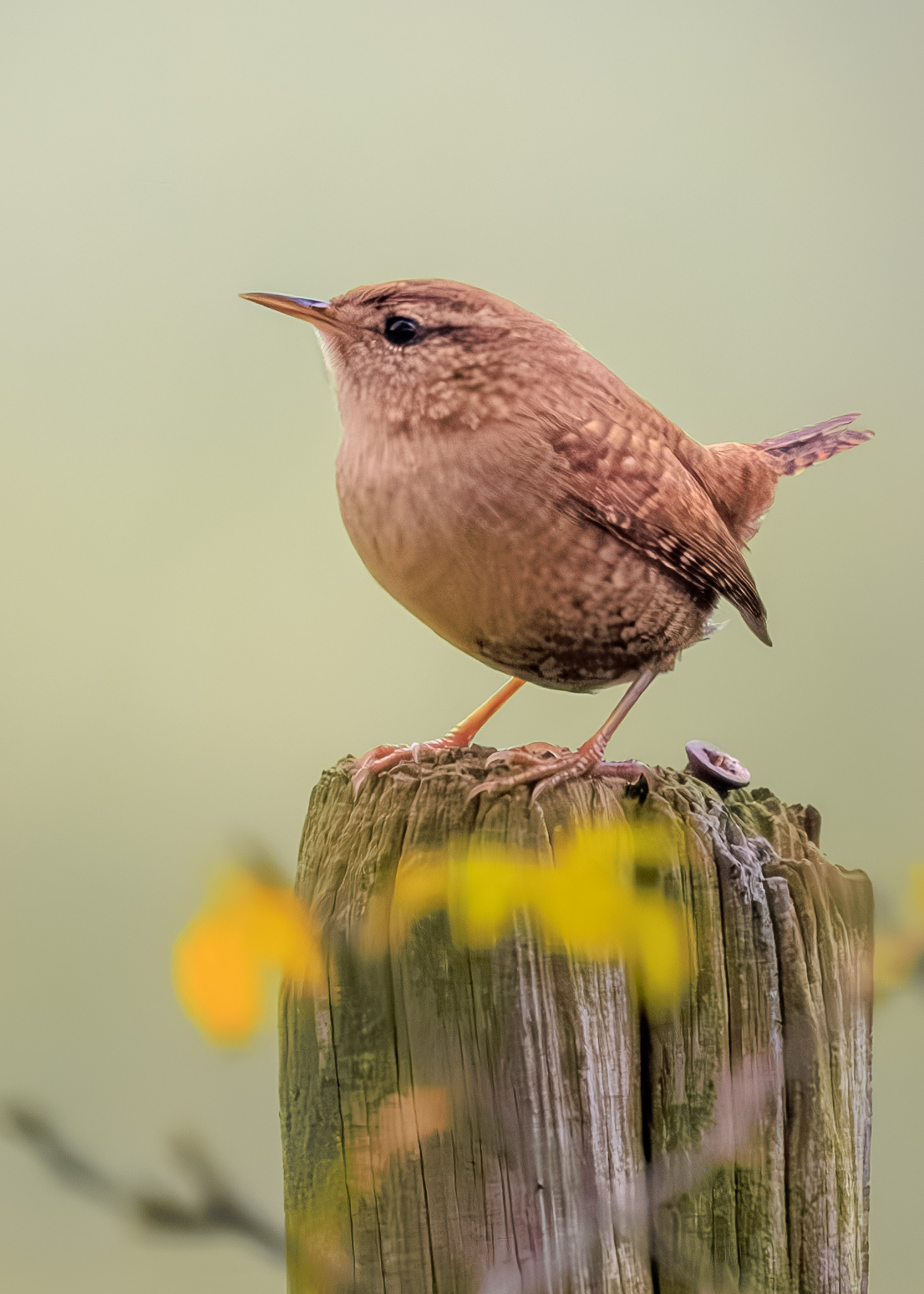 vogelfotografie-winterkoning-Kalmthout