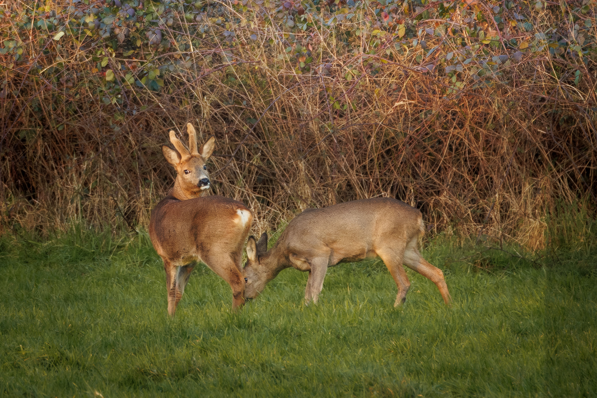 wildlifefotografie-ree