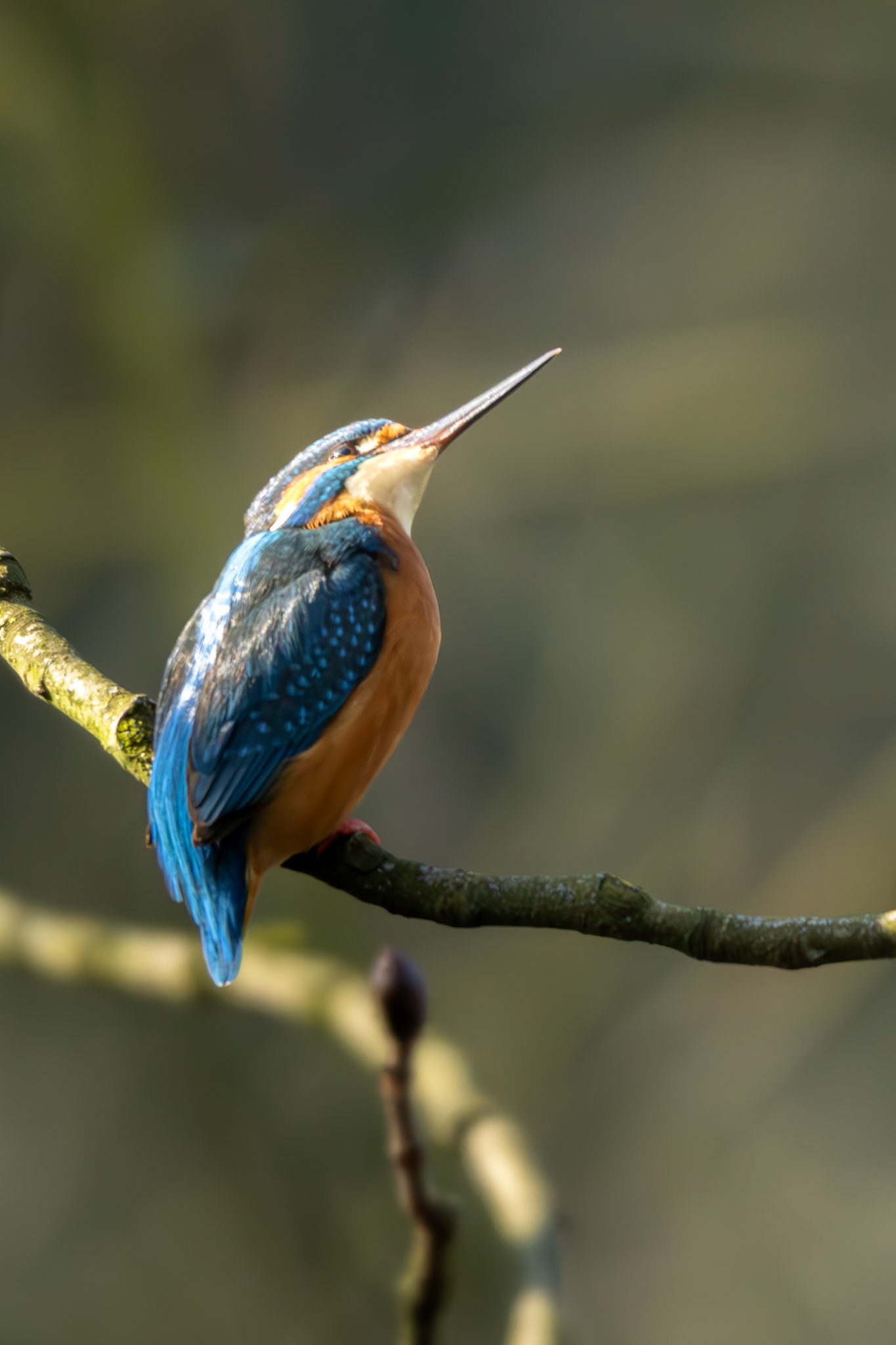 ijsvogel