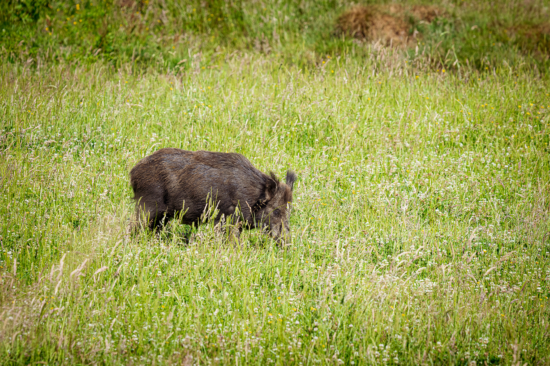 wildlifefotografie-everzwijn