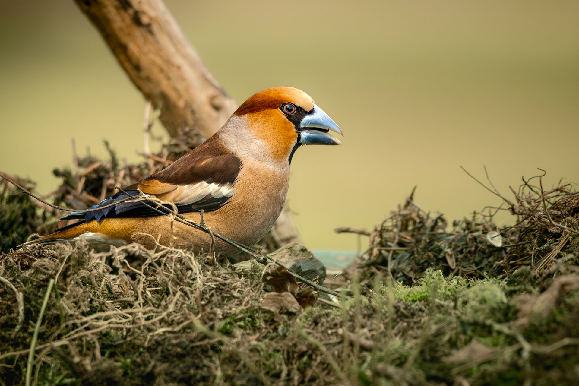 appelvink