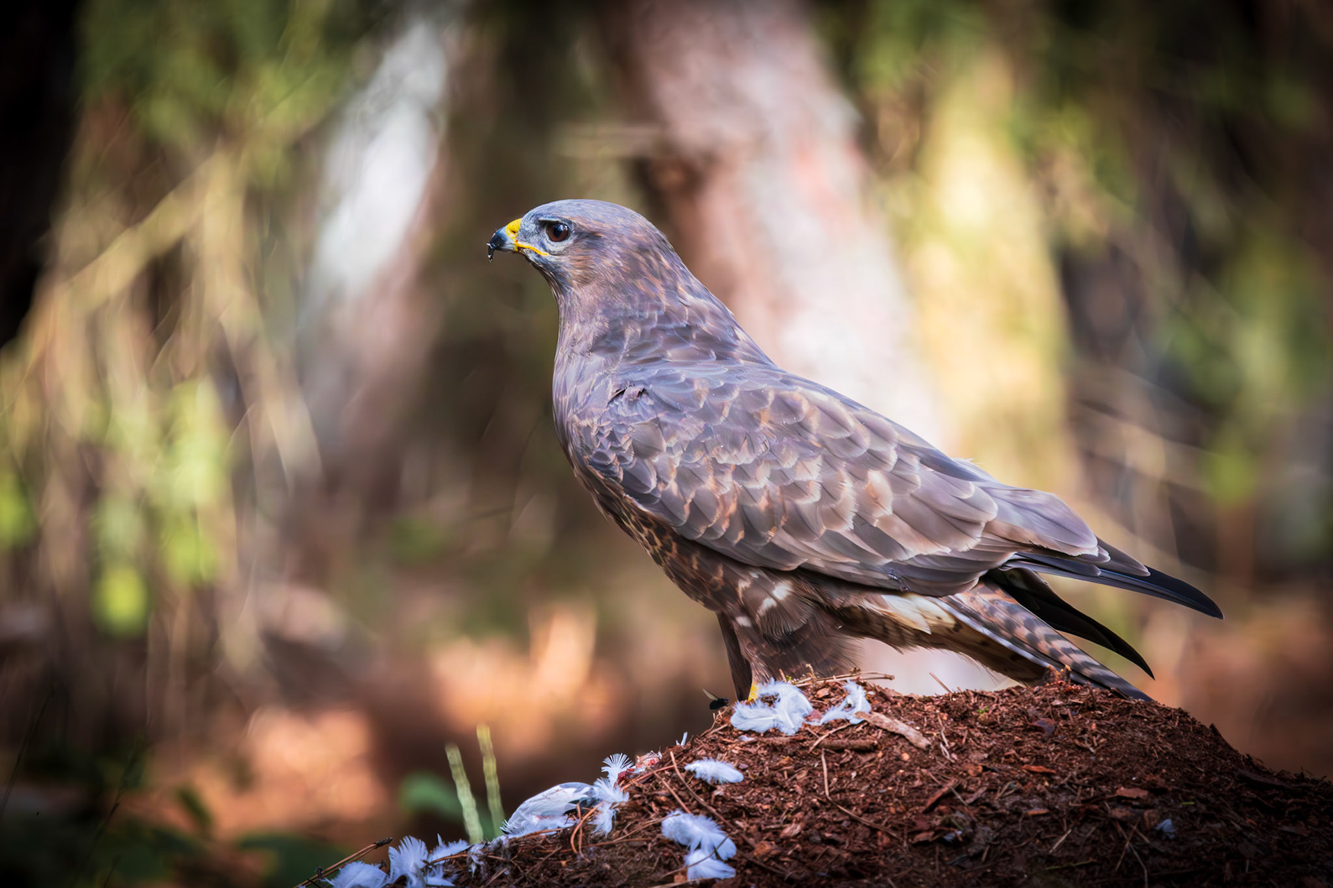 buizerd