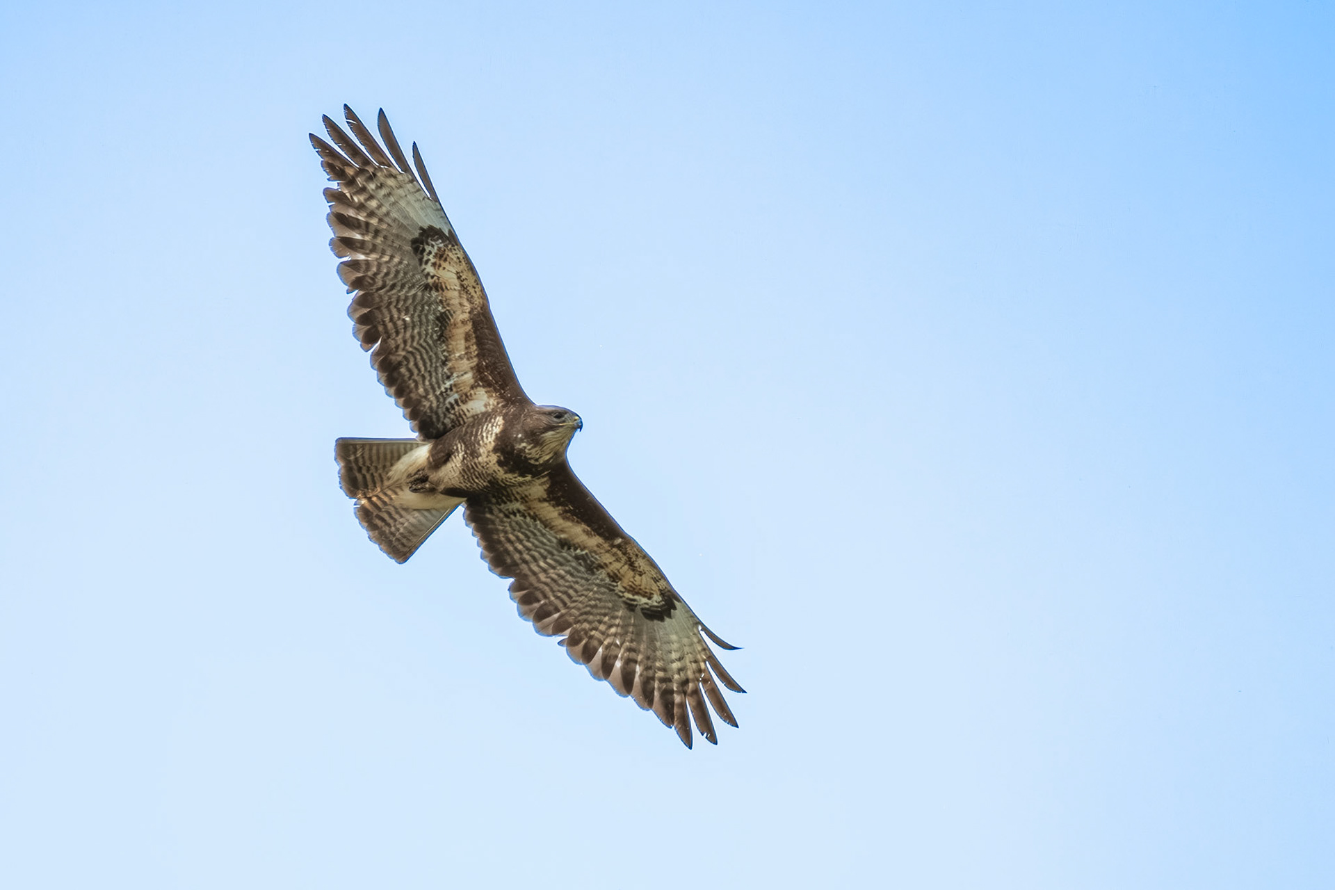 buizerd