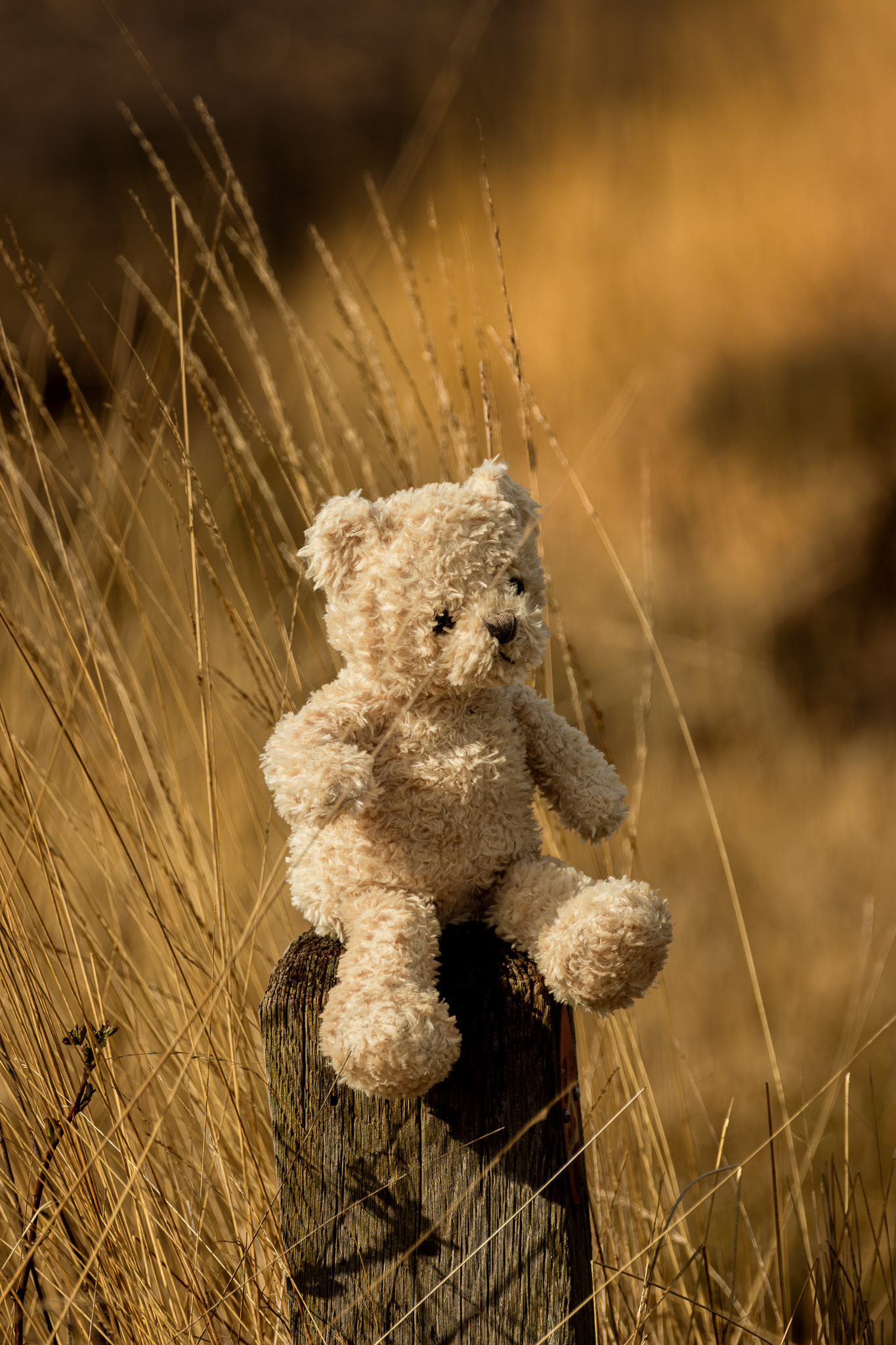 Familiefotoshoot in de natuur – Shana en Odin in Stappersven, Kalmthout