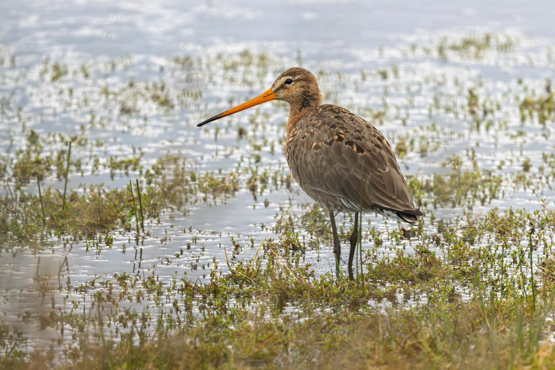 grutto