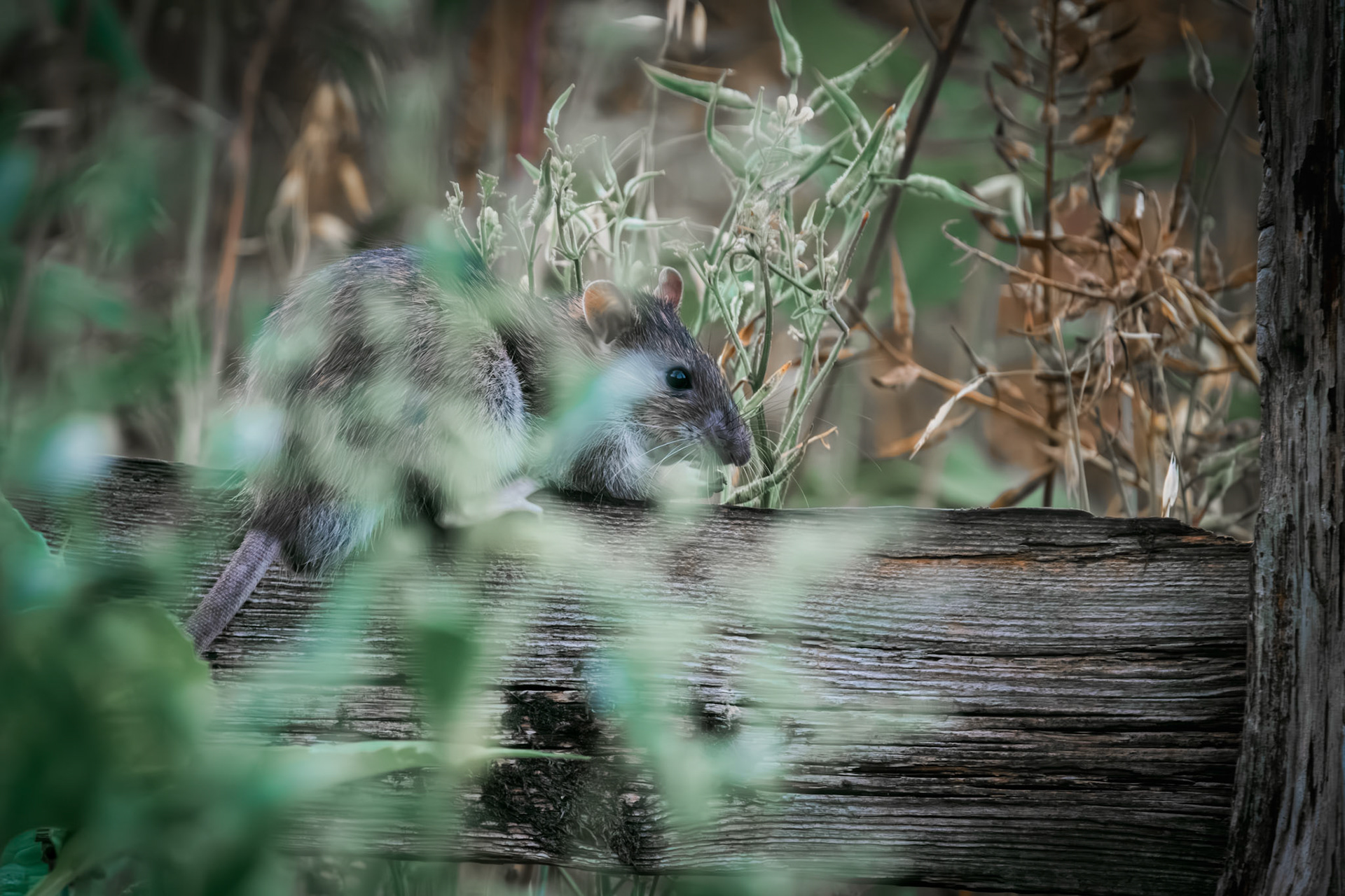 bruine rat