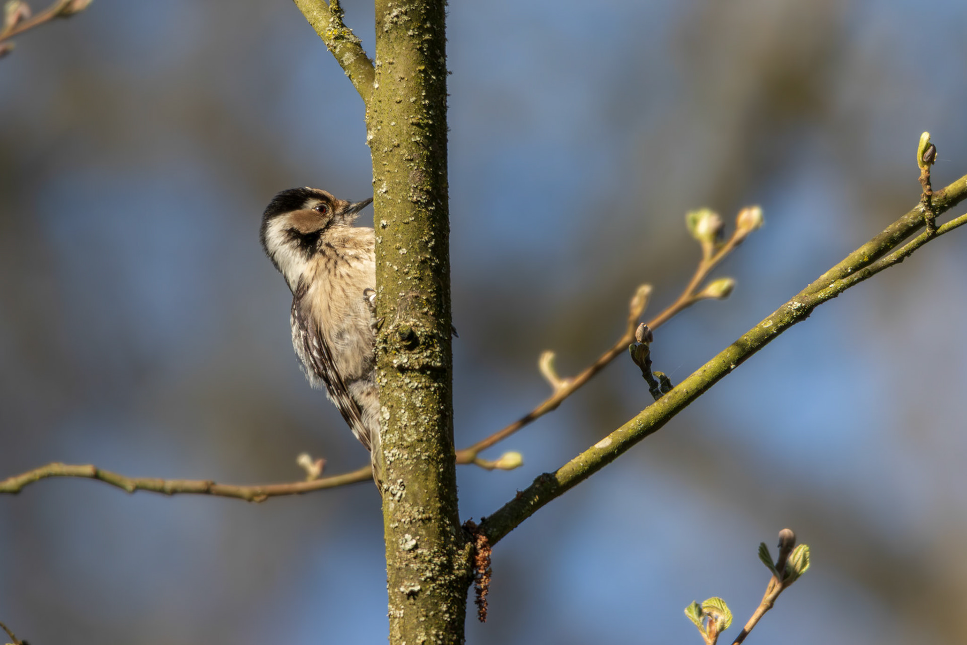 kleine bonte specht