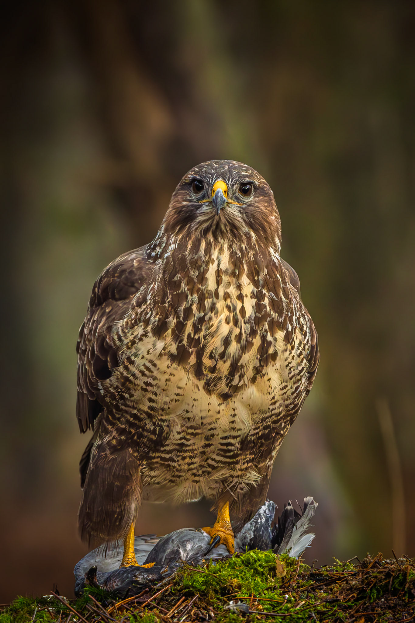 buizerd