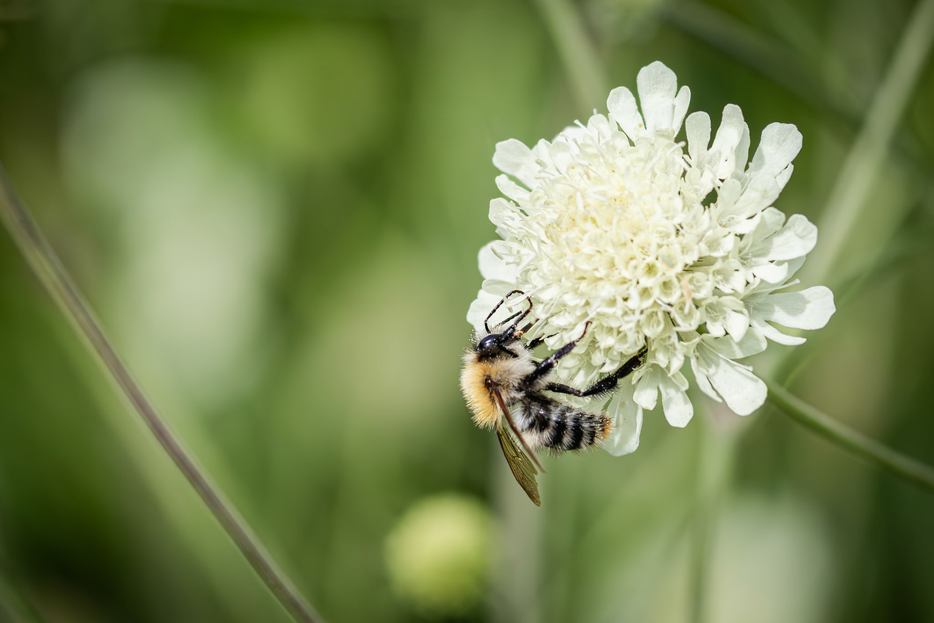 akkerhommel