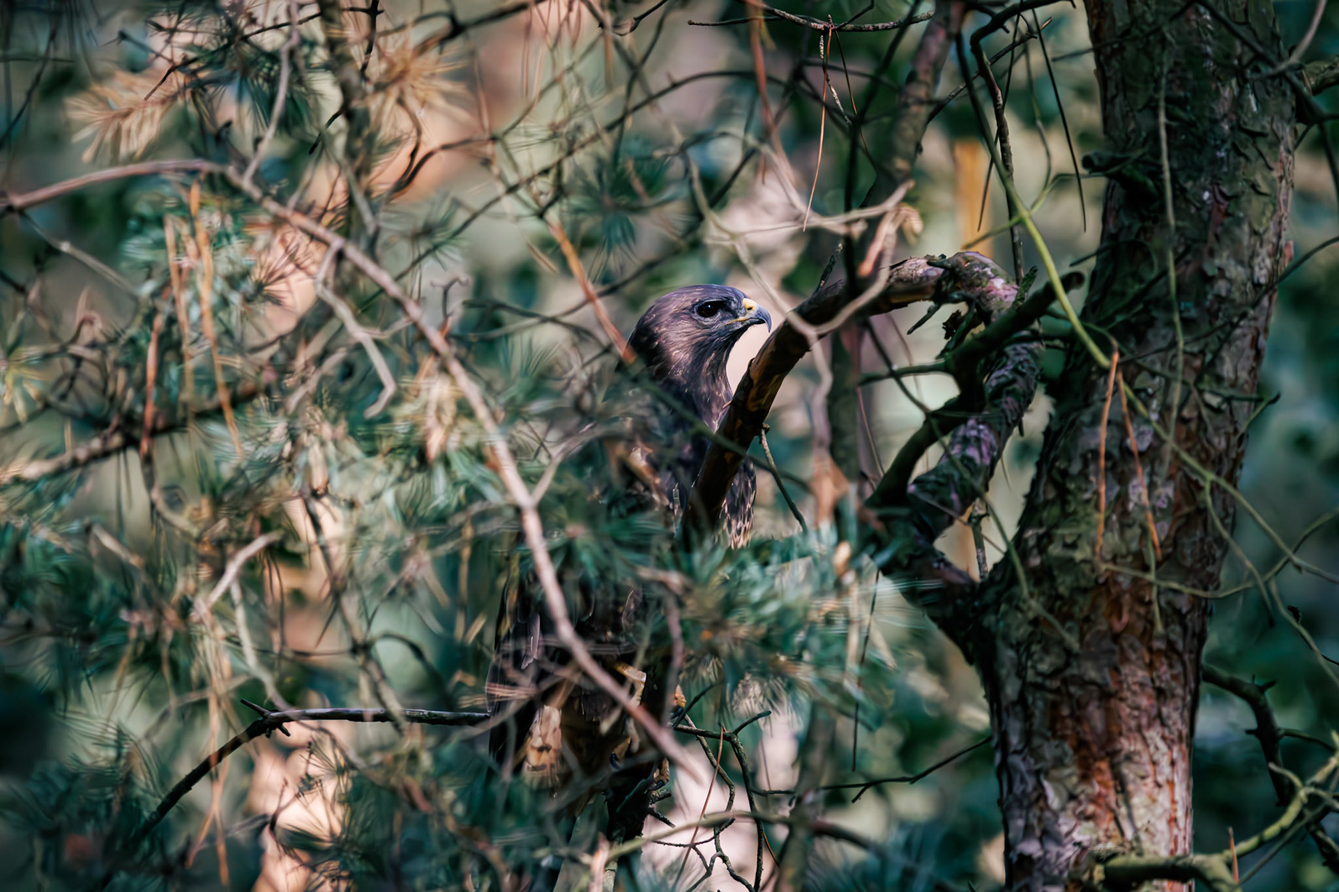 buizerd