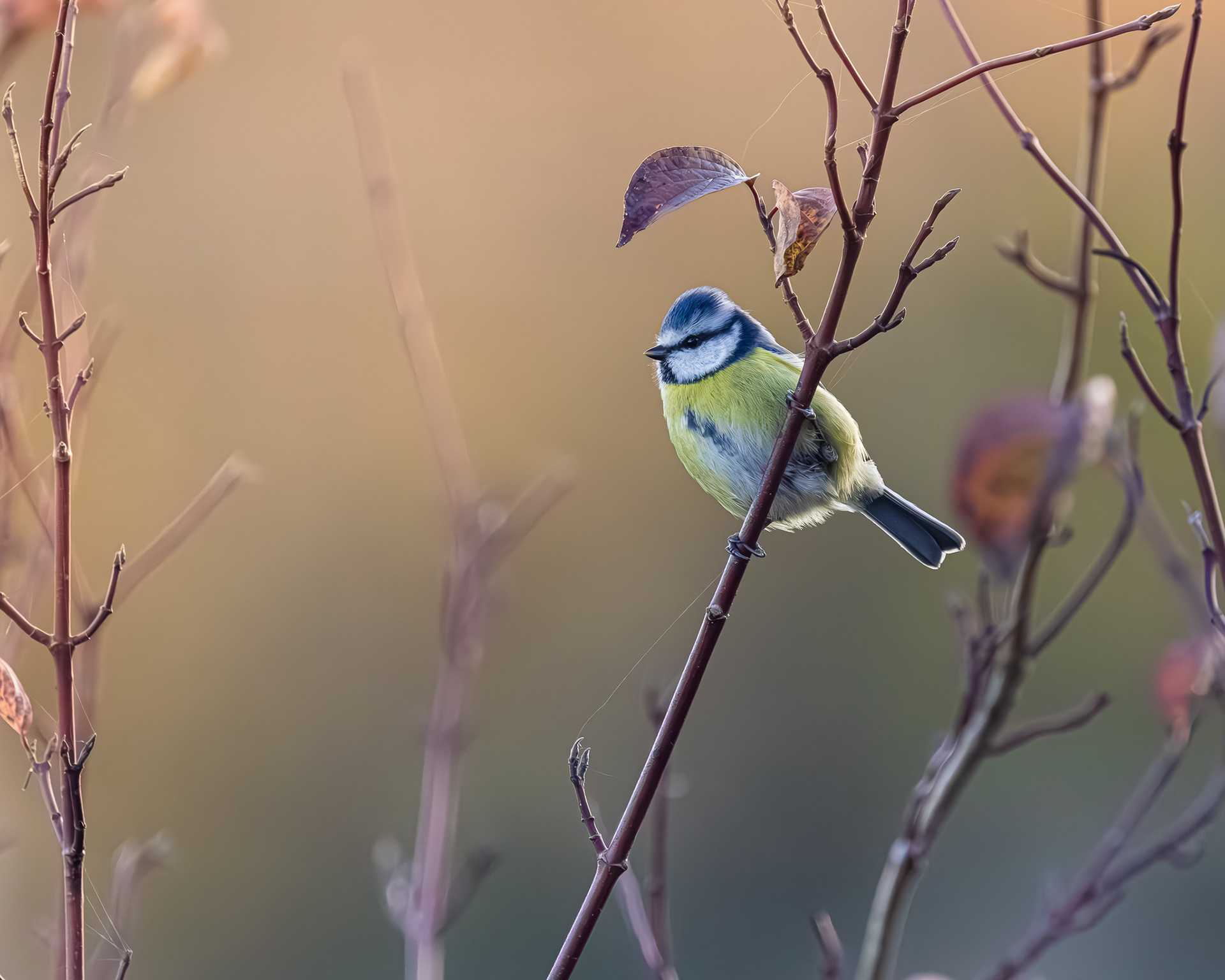 vogelfotografie-pimpilmees-Revogne