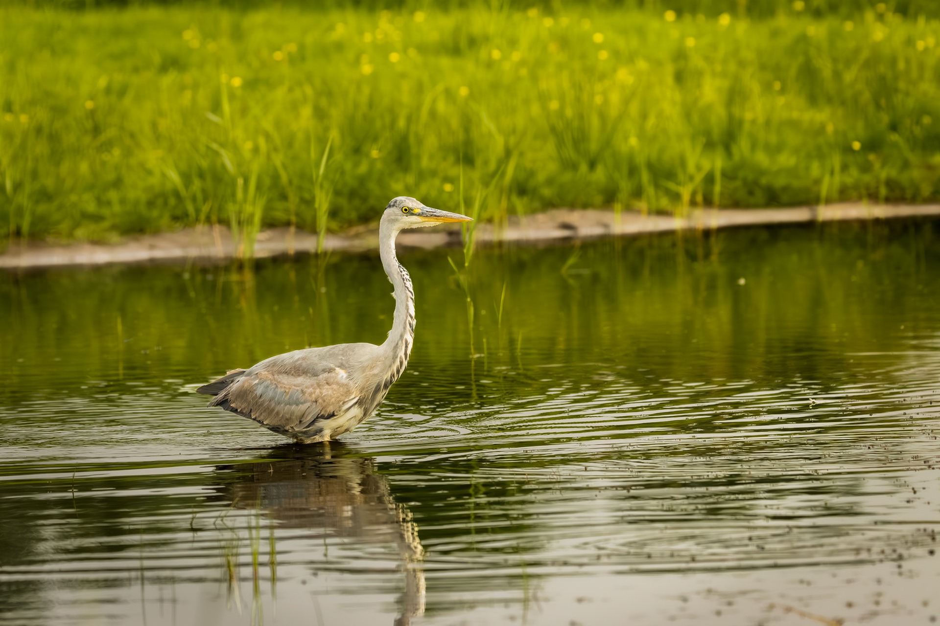 blauwe reiger
