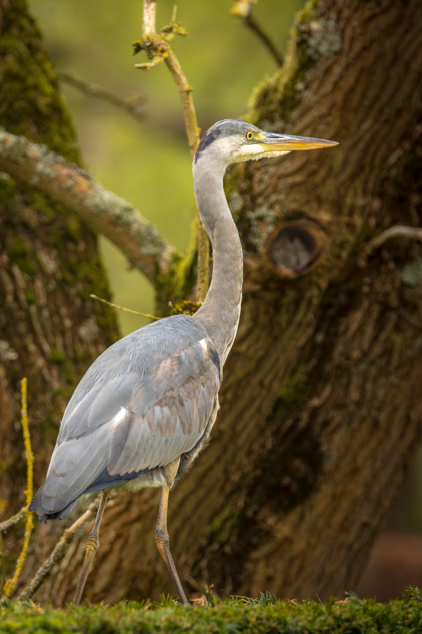 blauwe reiger