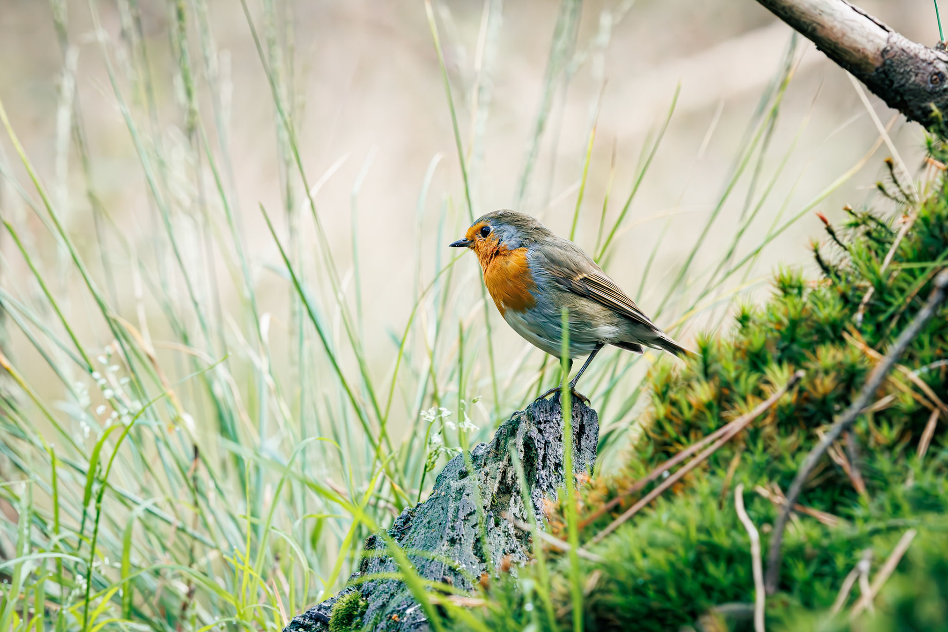 roodborst