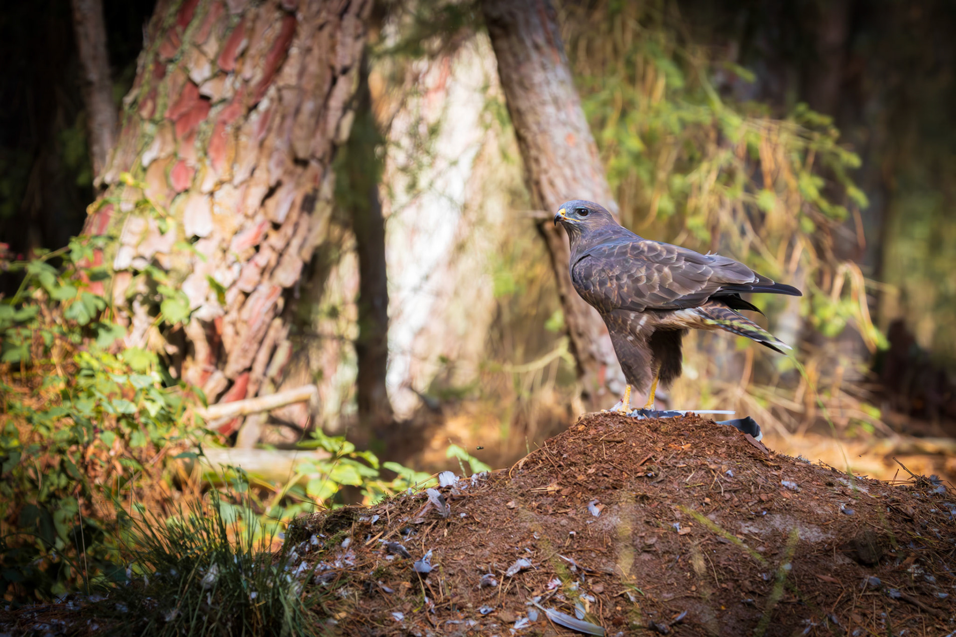 buizerd