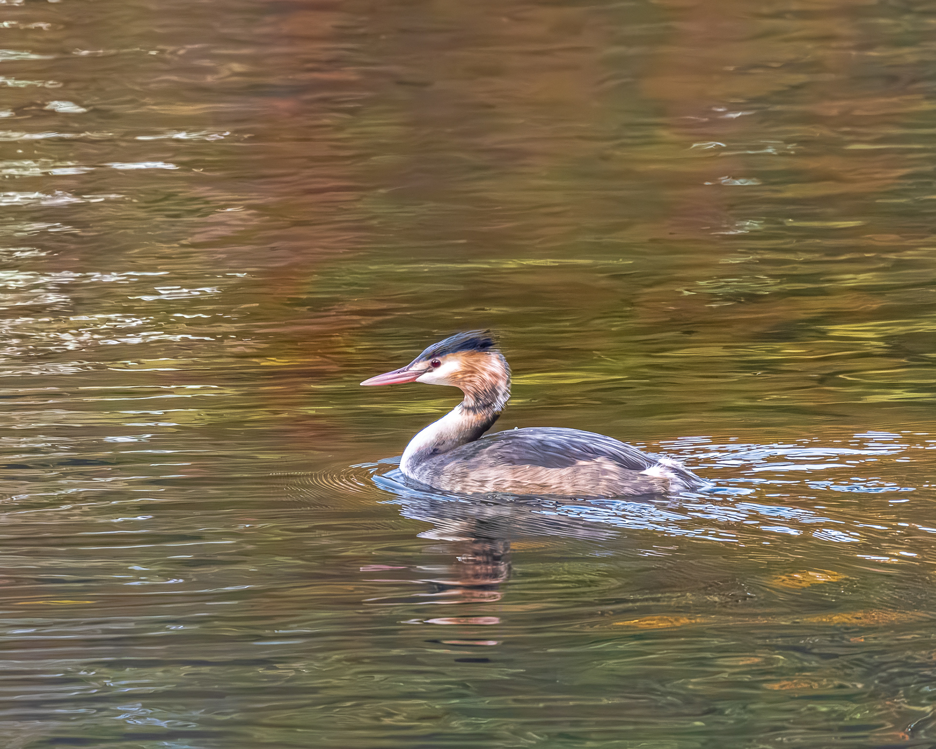 vogelfotografie-fuut-Lommel
