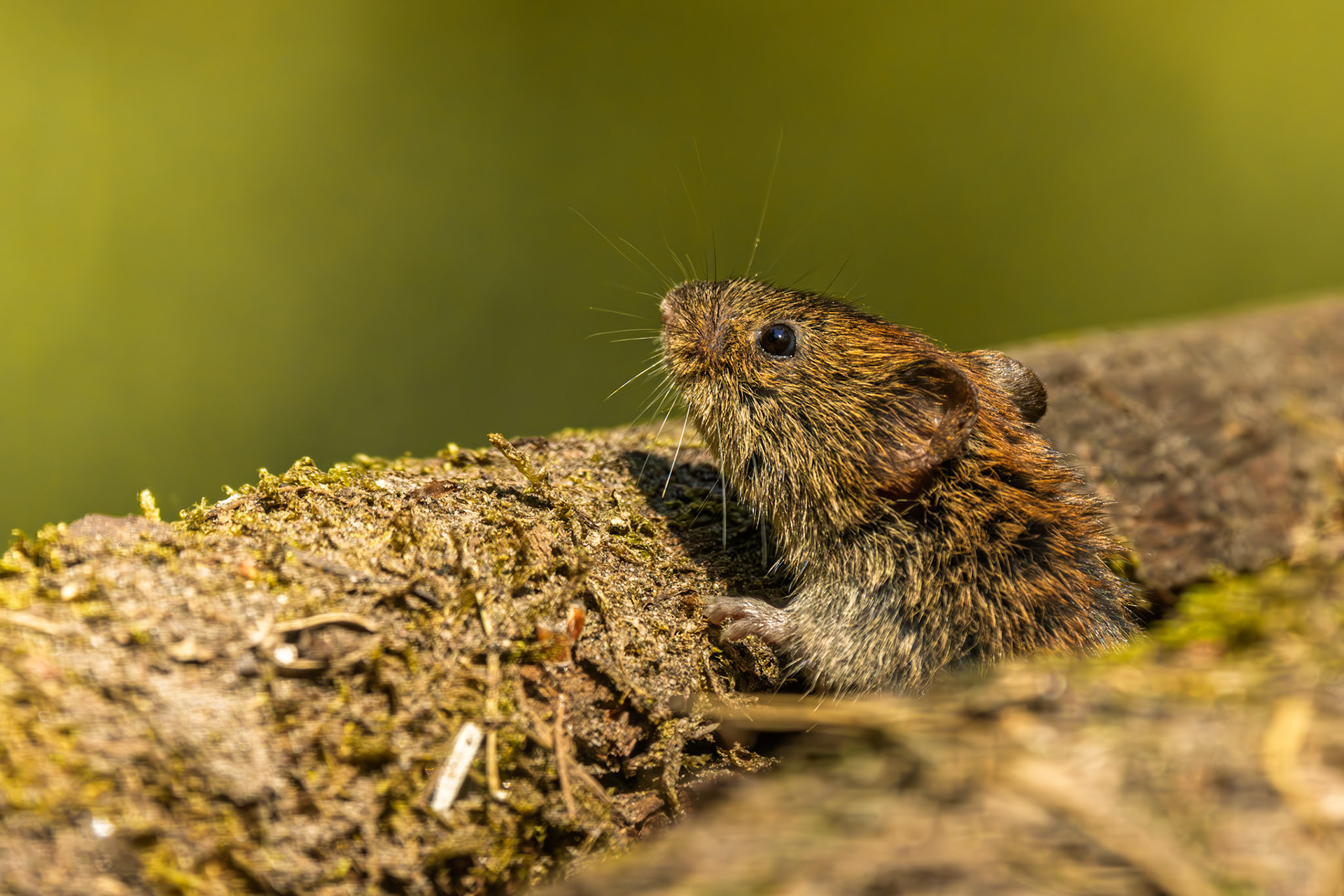 rosse woelmuis