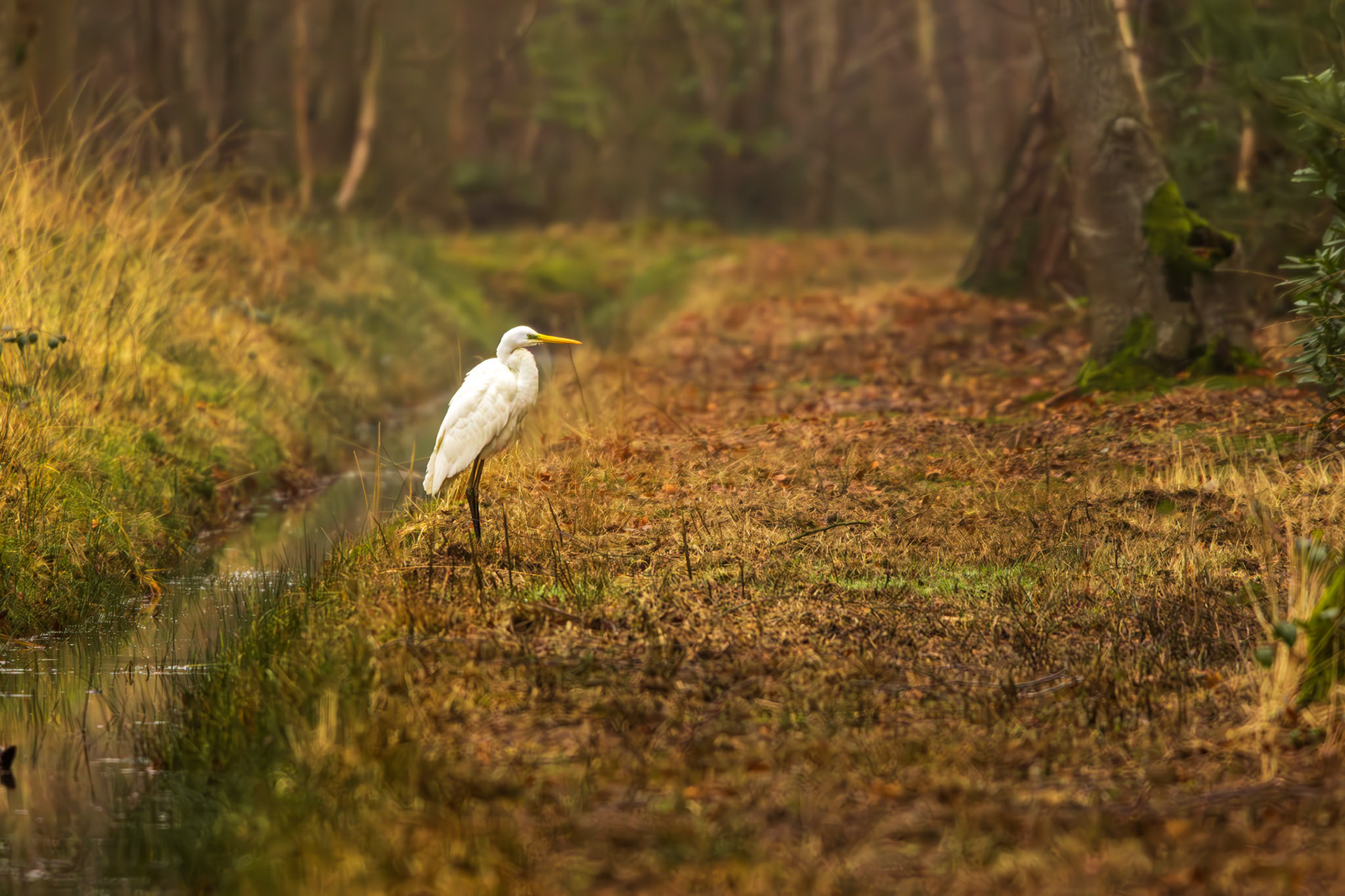 zilverreiger
