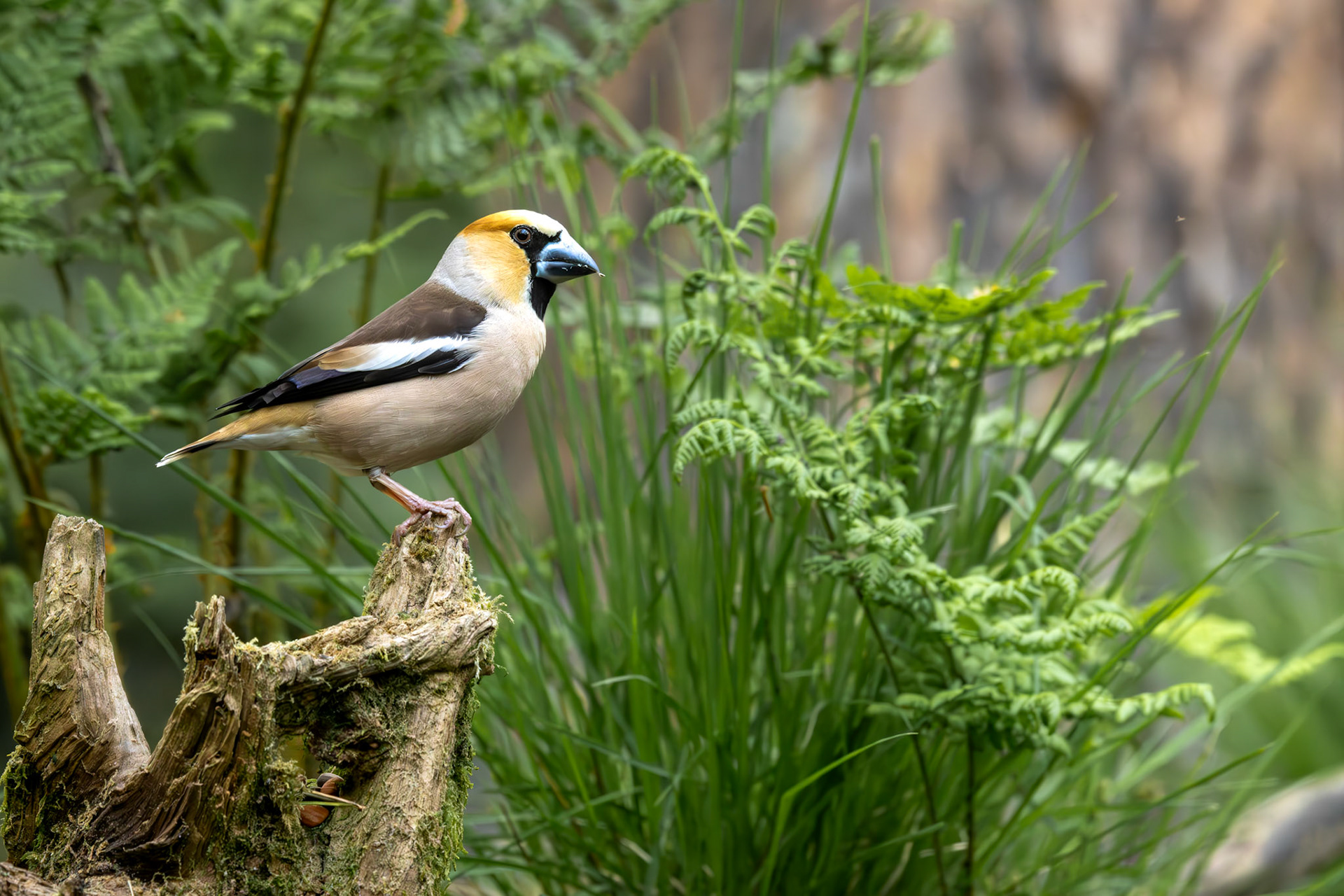 appelvink