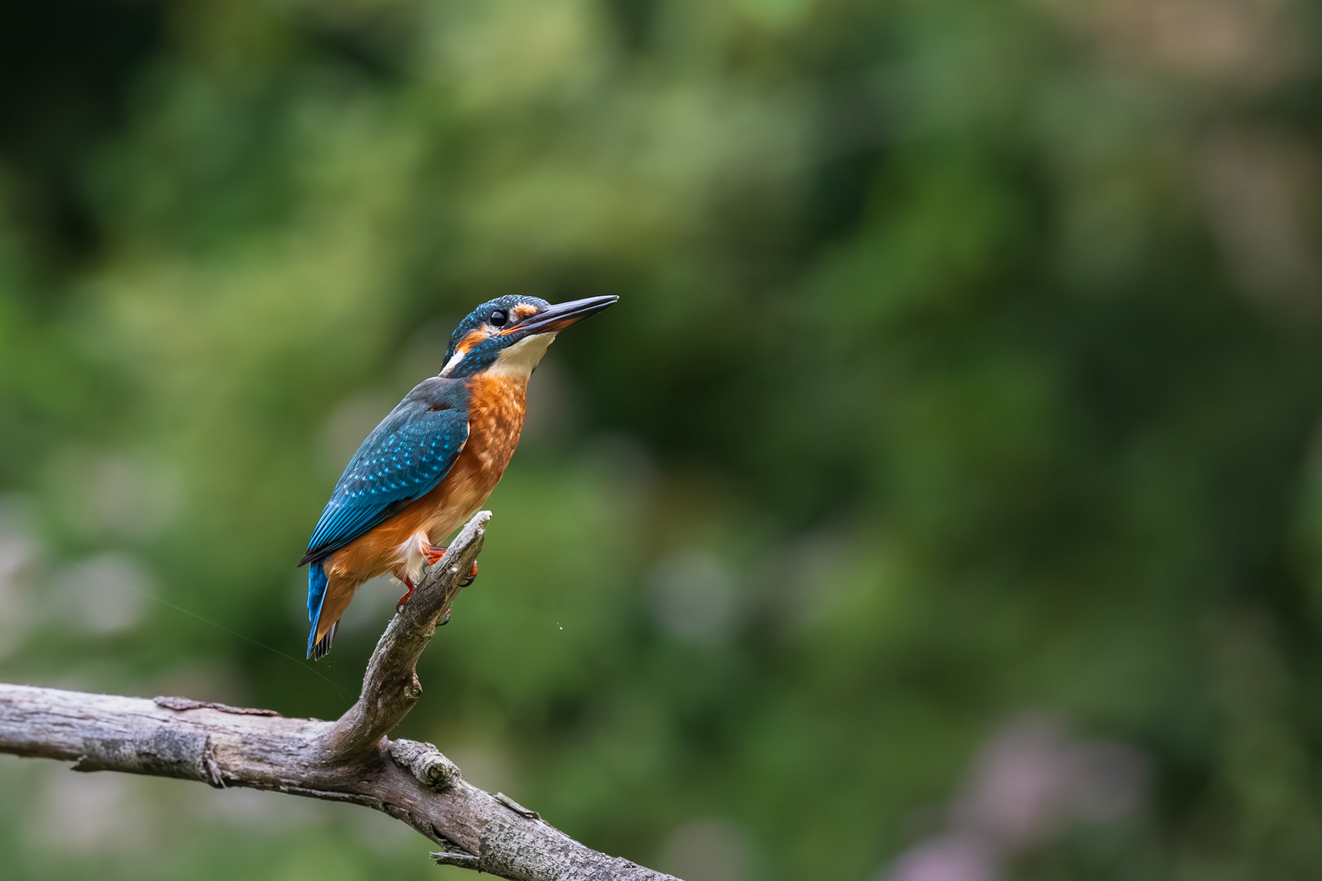 ijsvogel