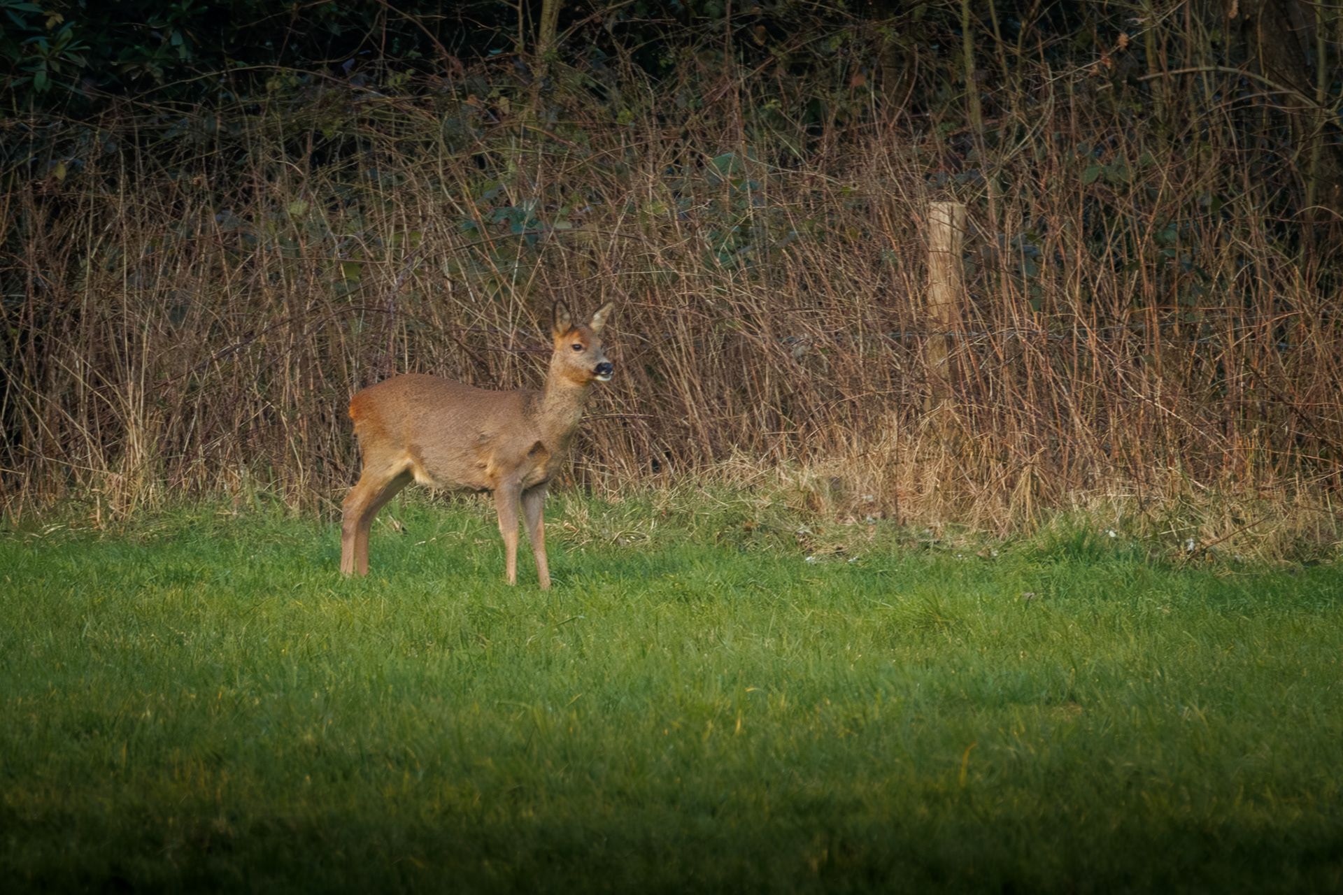 wildlifefotografie-ree