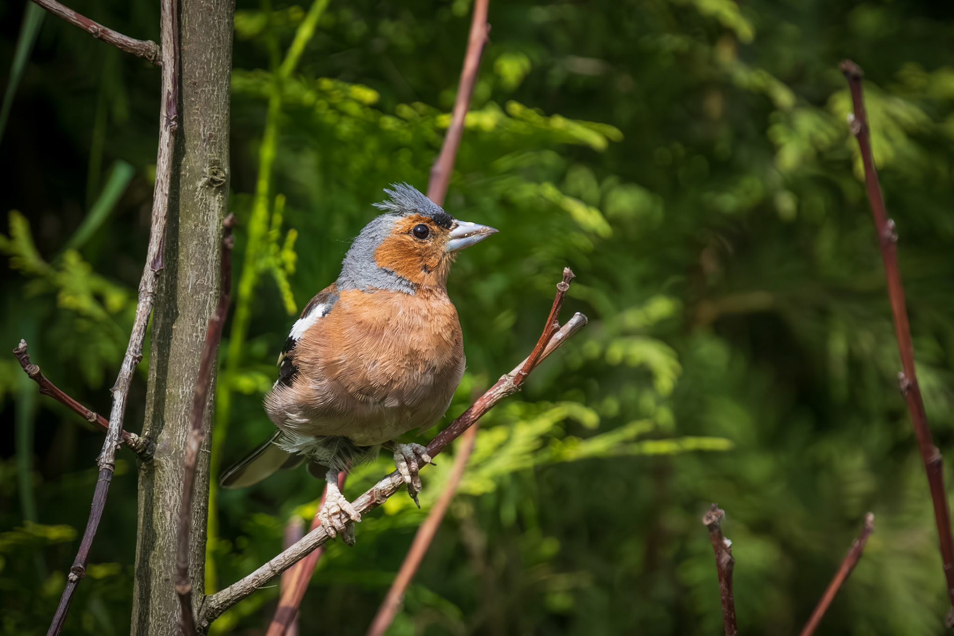 vink