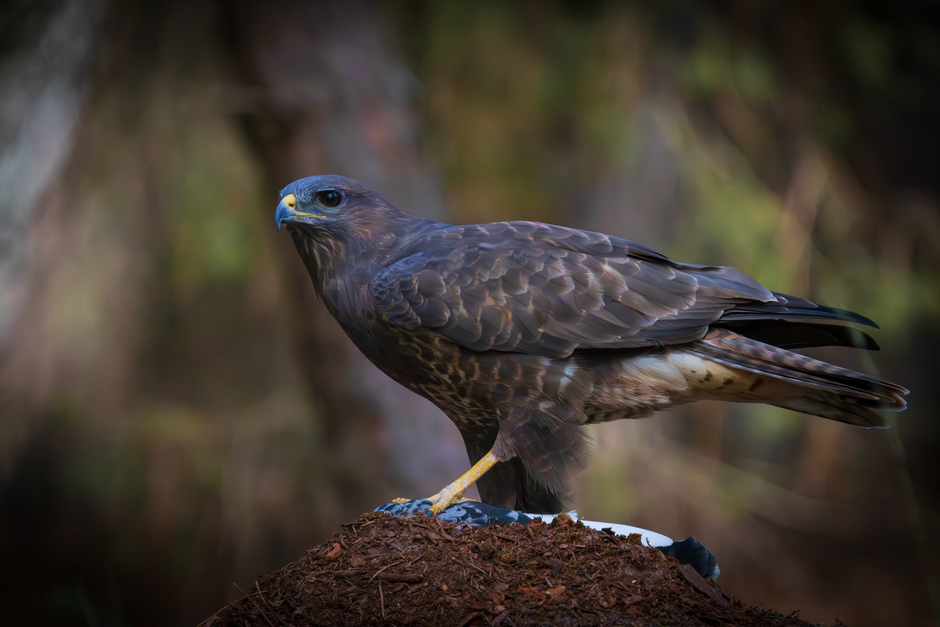 buizerd
