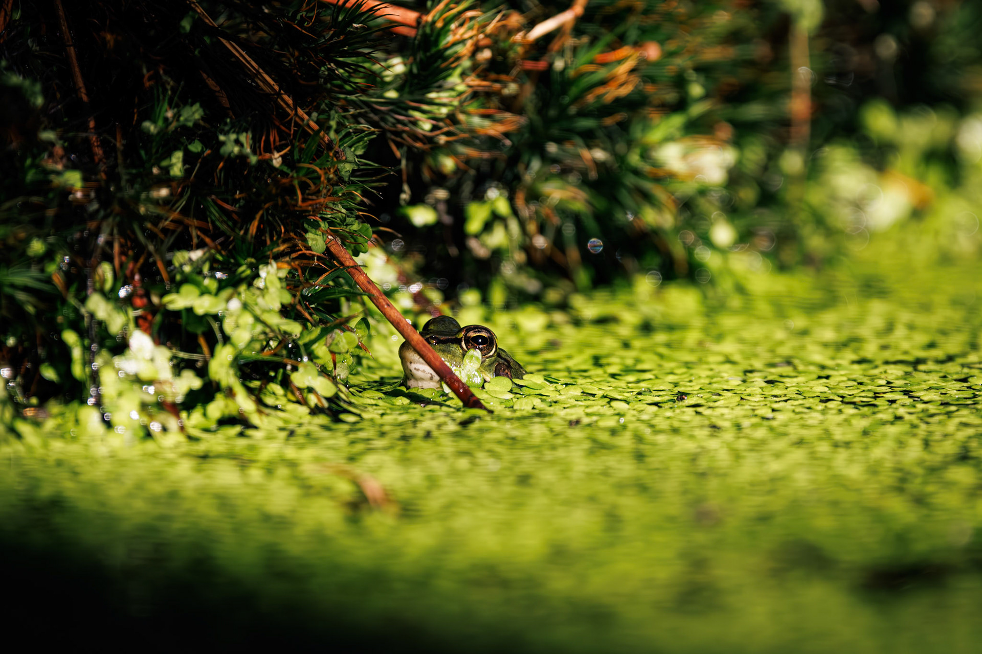 groene kikker