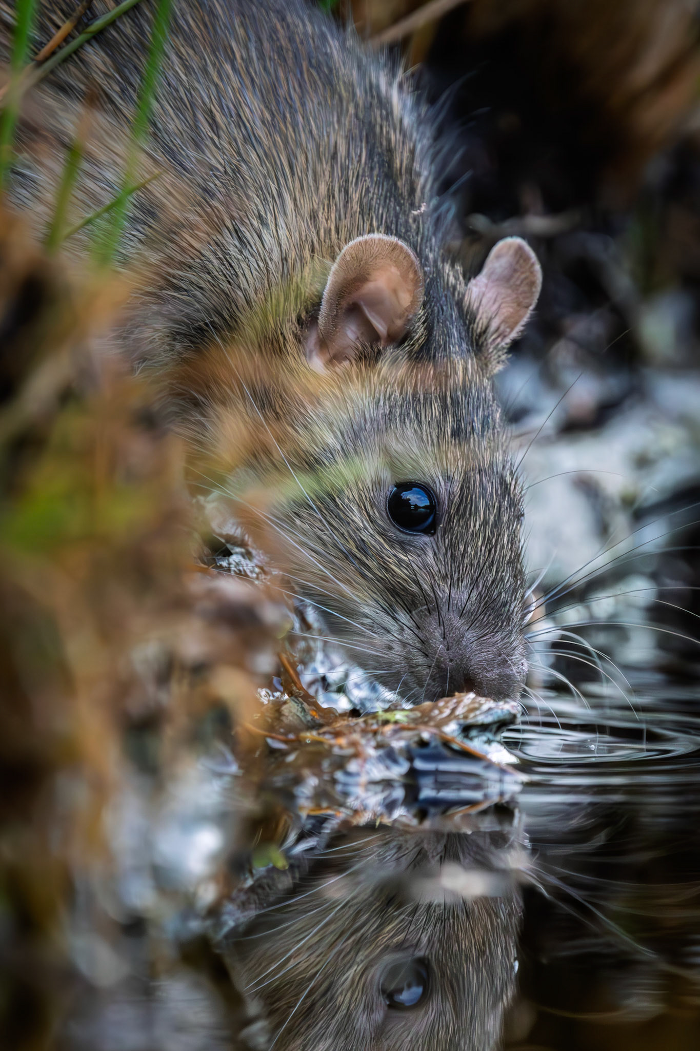 btuine rat