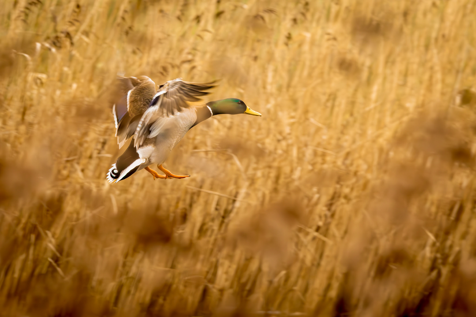 wilde eend