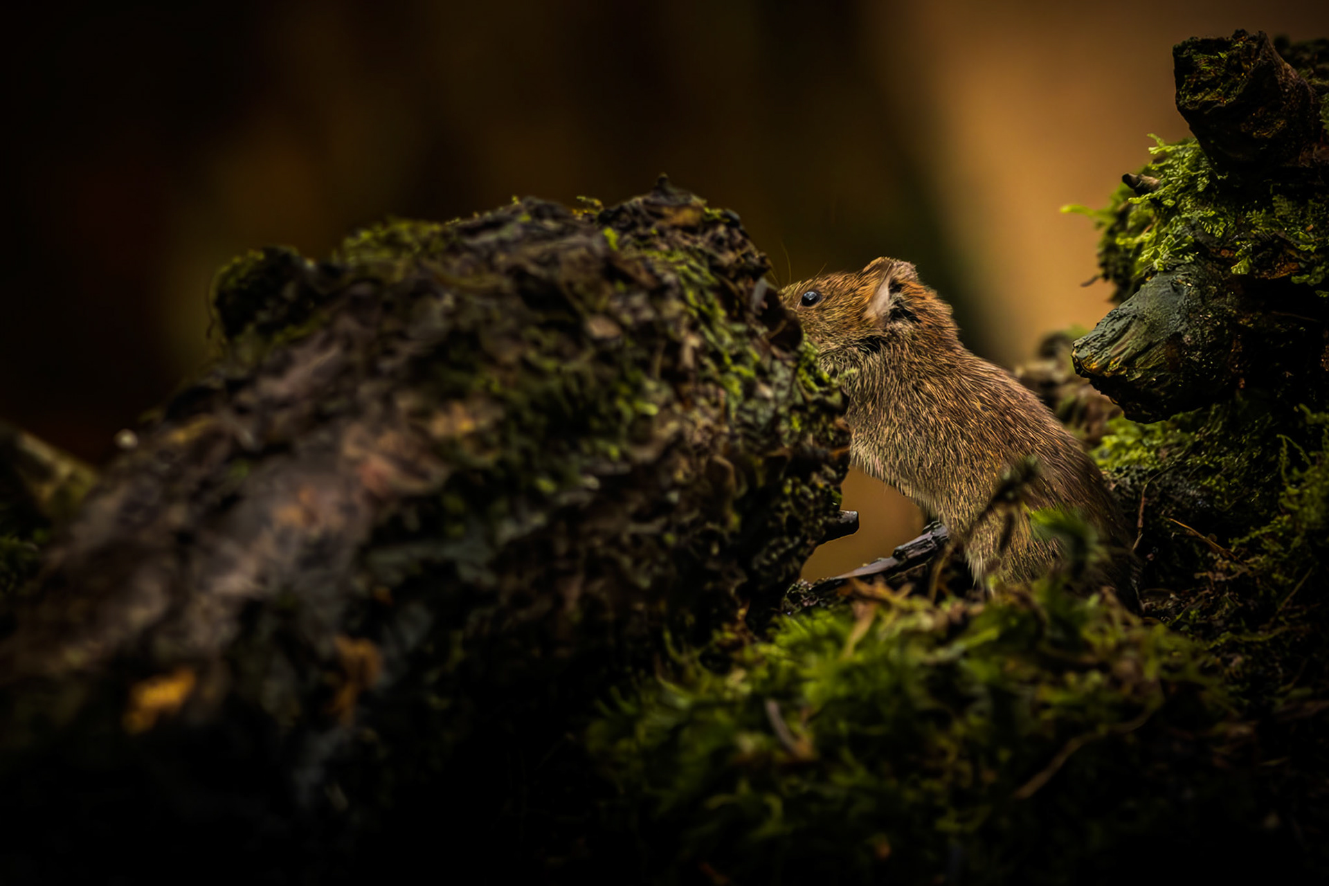 rosse woelmuis