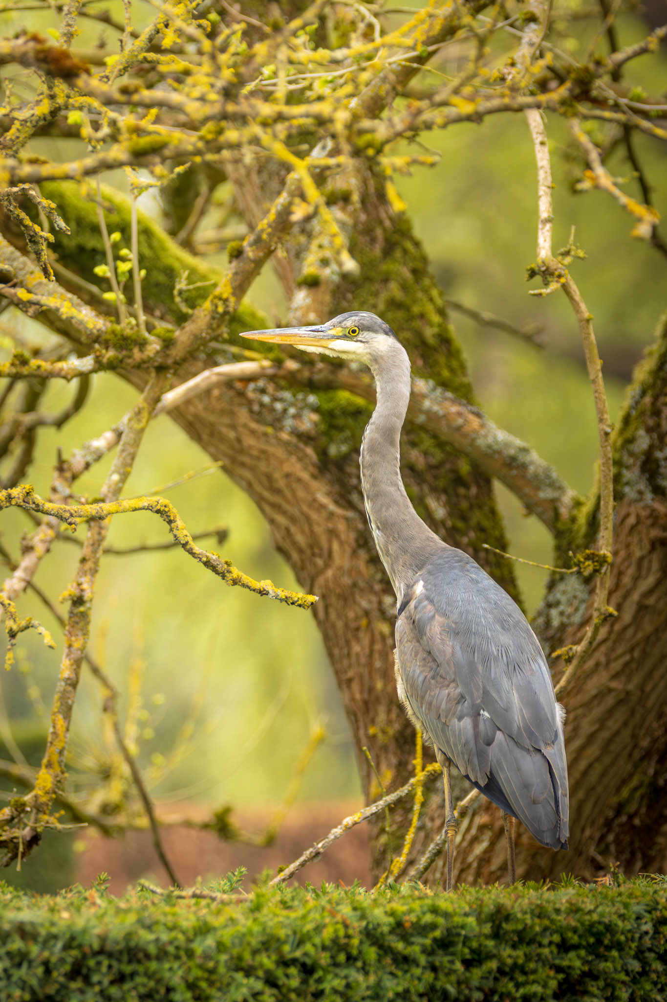 blauwe reiger