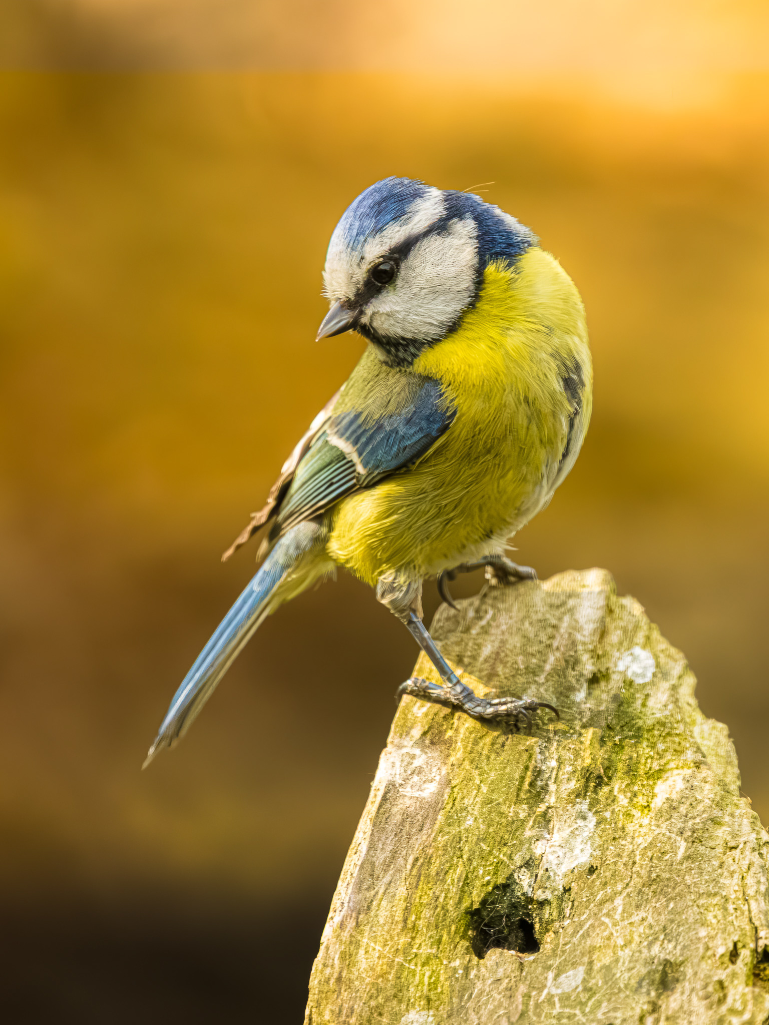 vogelfotografie-pimpelmees-Kalmthout