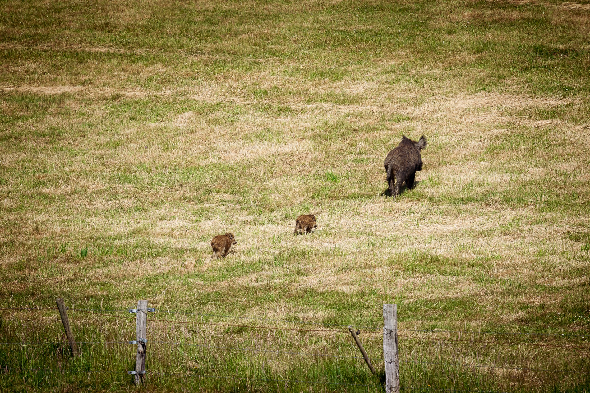 wildlifefotografie-everzwijn