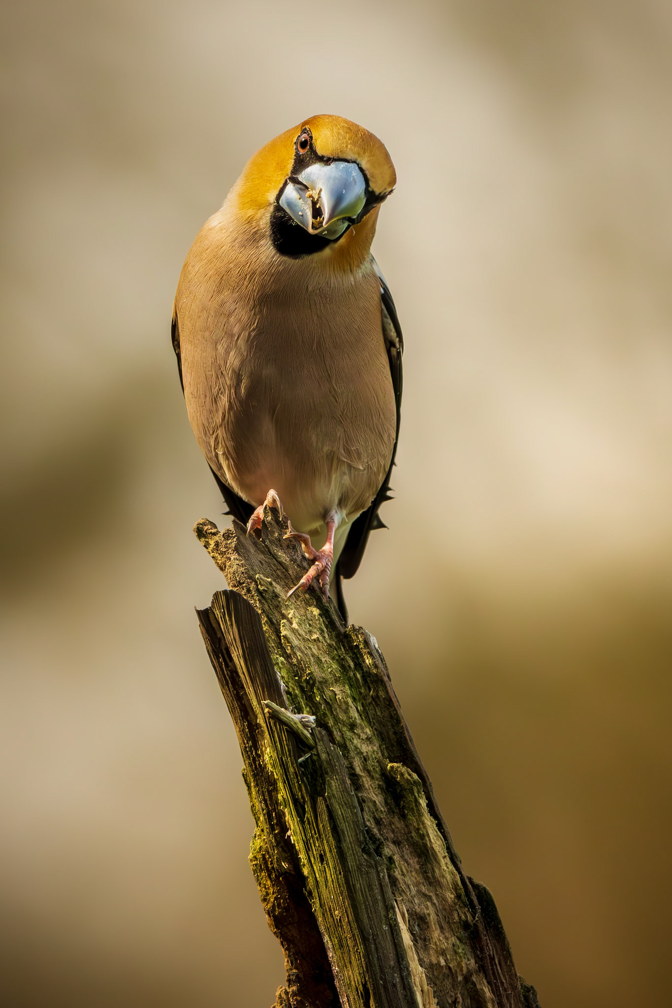 appelvink
