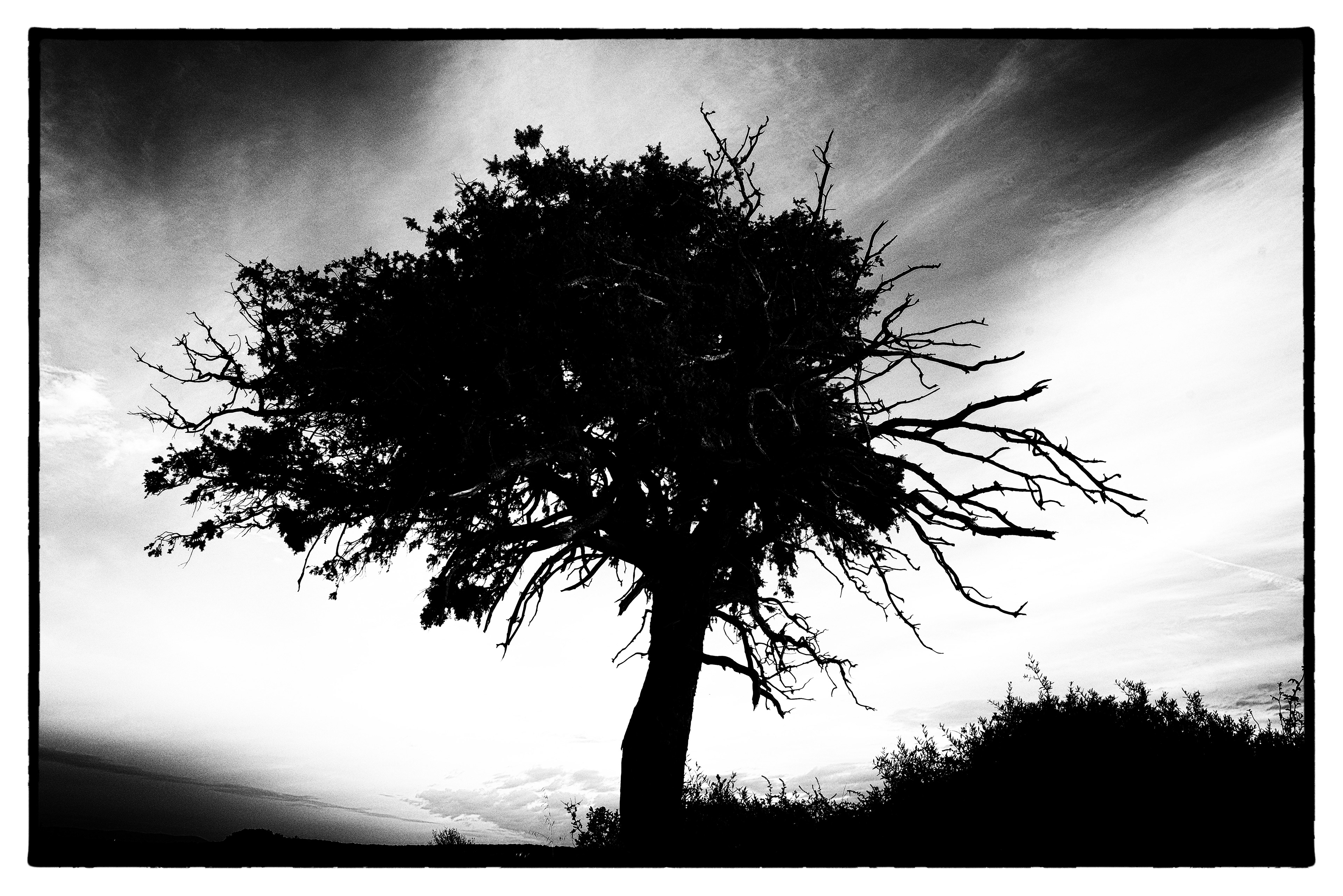 L'arbre de Saint-Just