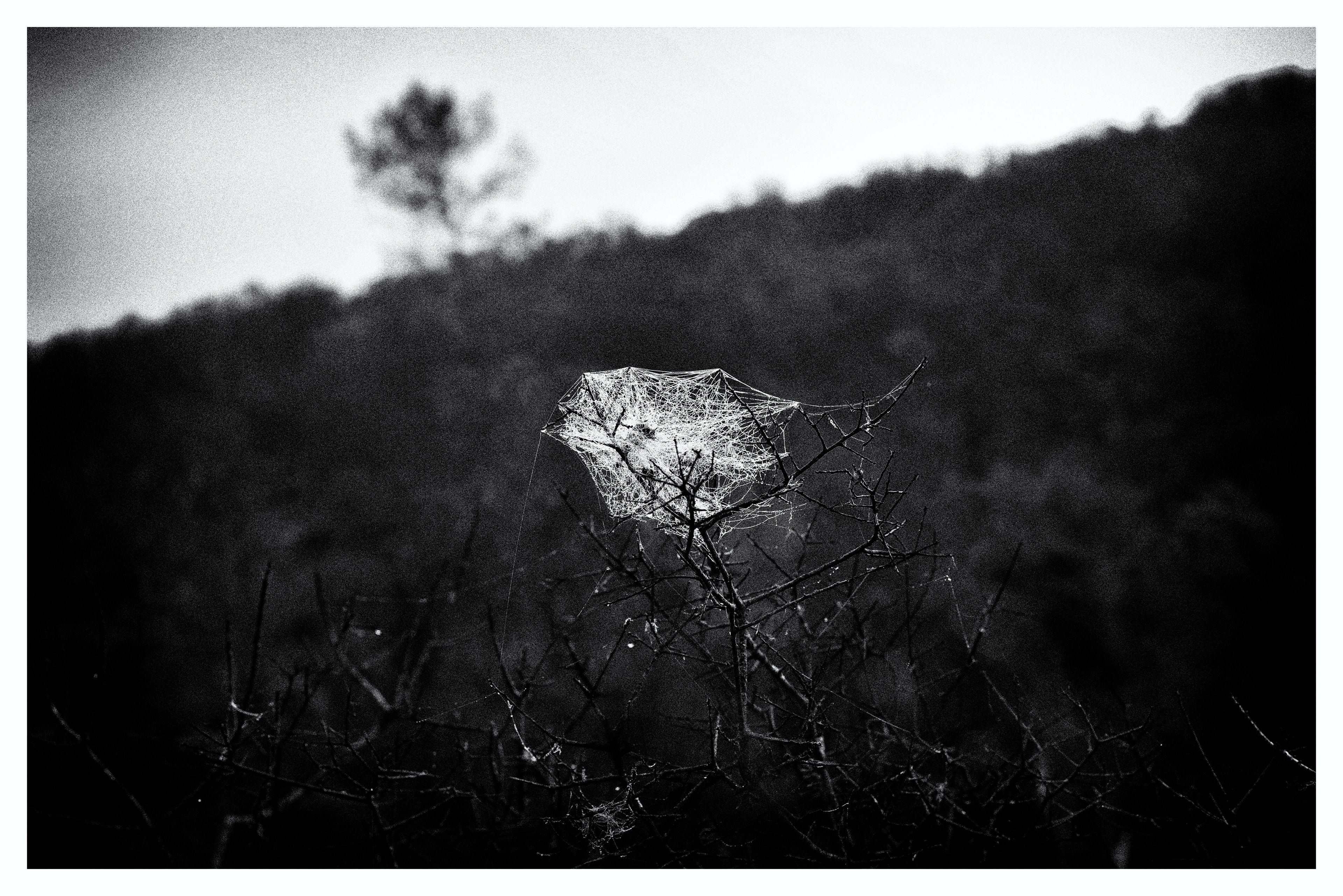 Garrigue #1