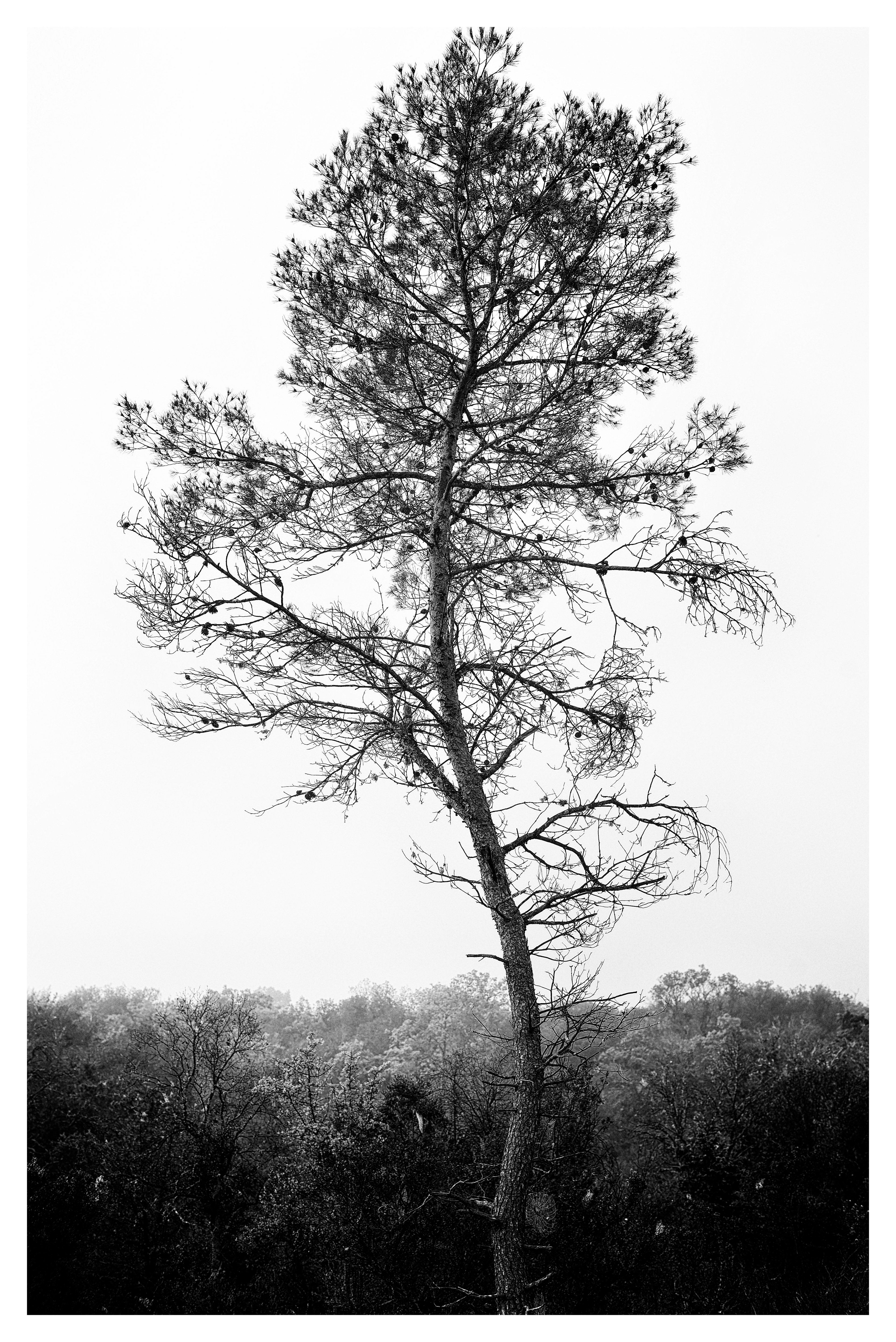 Garrigue #2