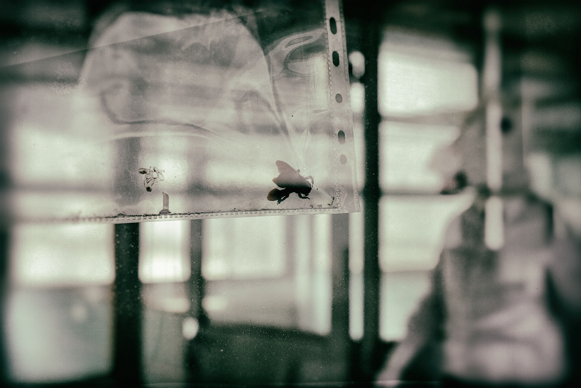 La mouche
