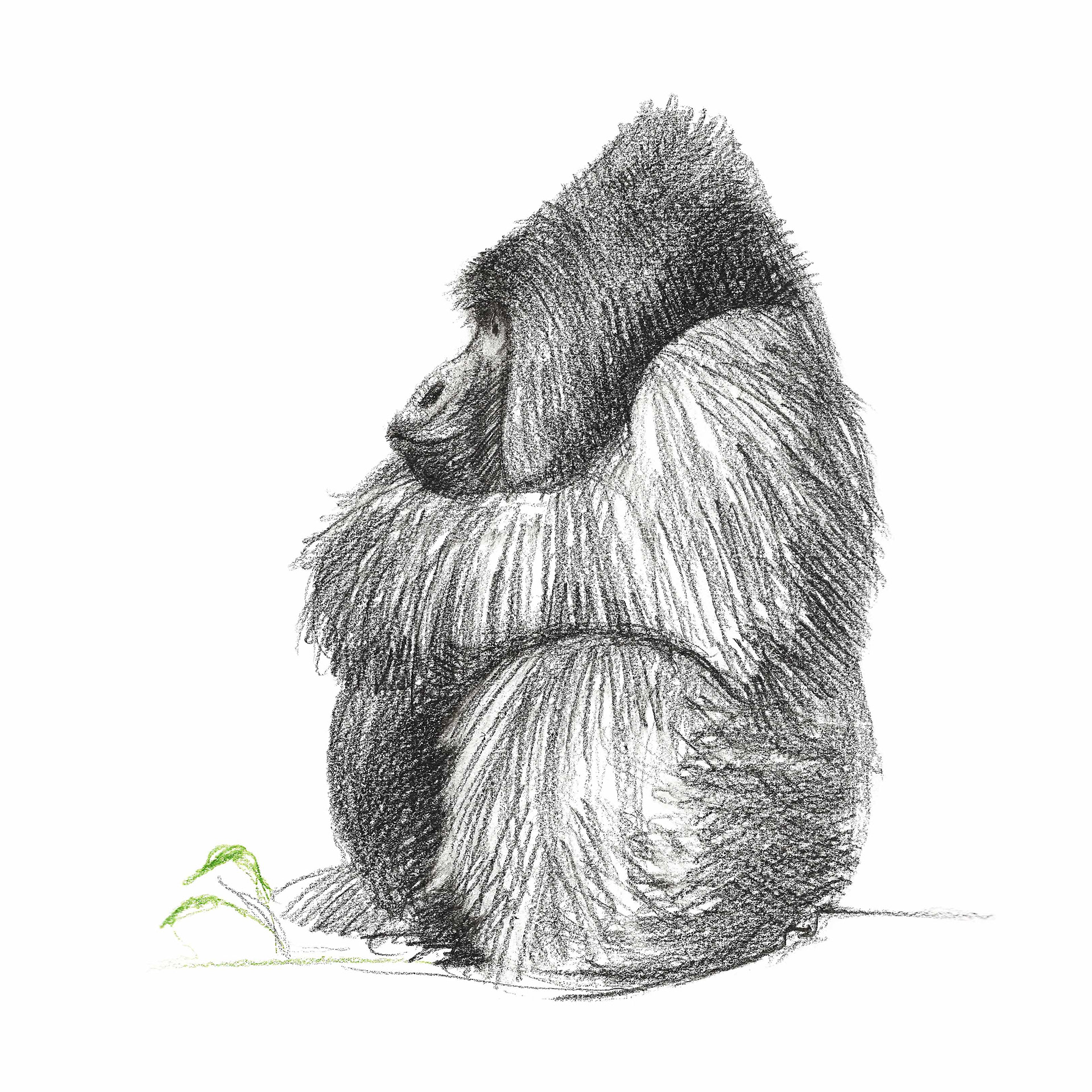 Gorillone - Colored pencils on paper (2023)