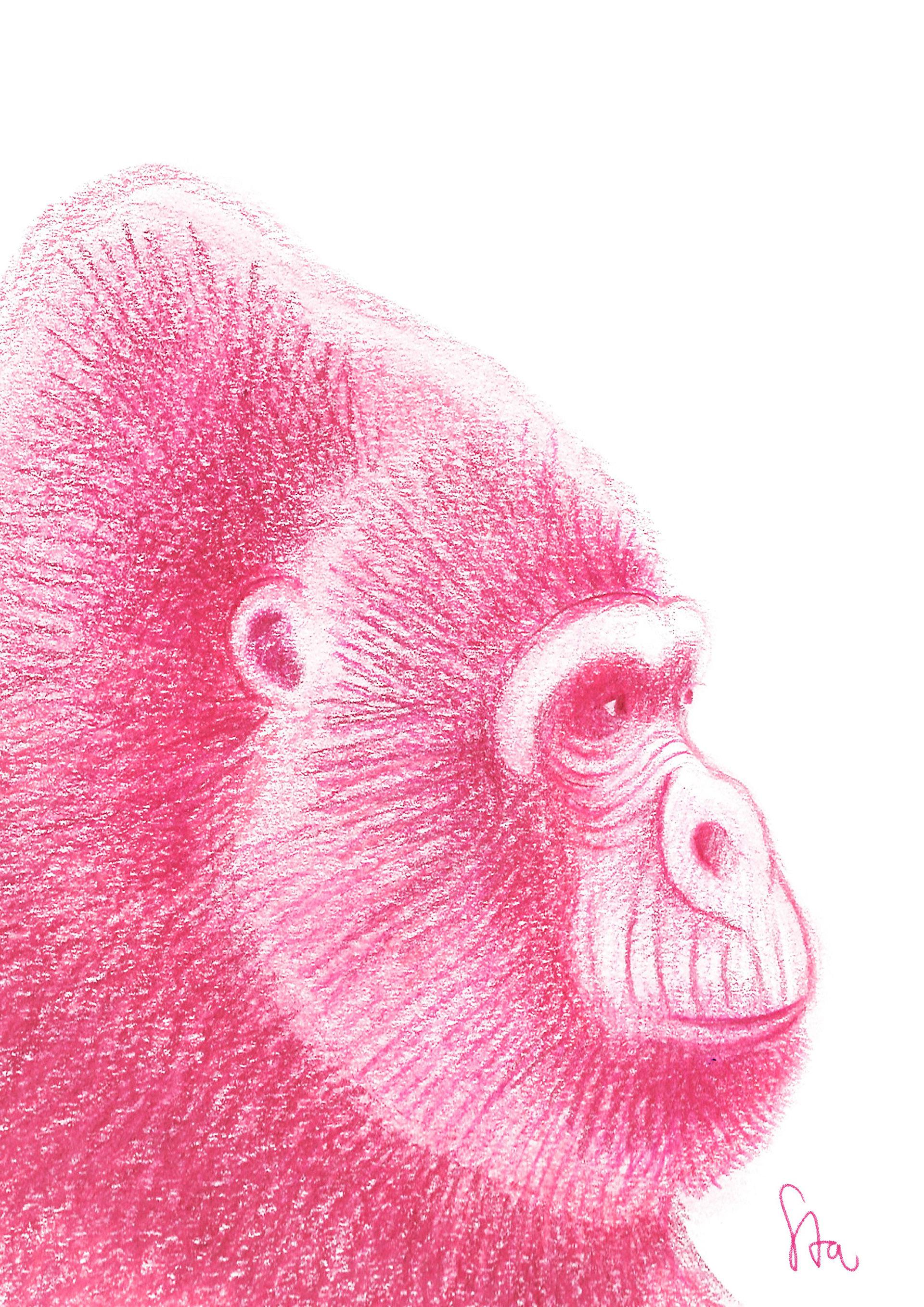 Pink gorilla - Colored pencils on paper (2025)